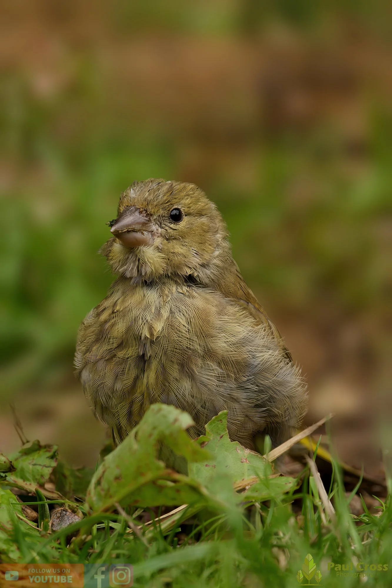 Greenfinch-00079.jpg