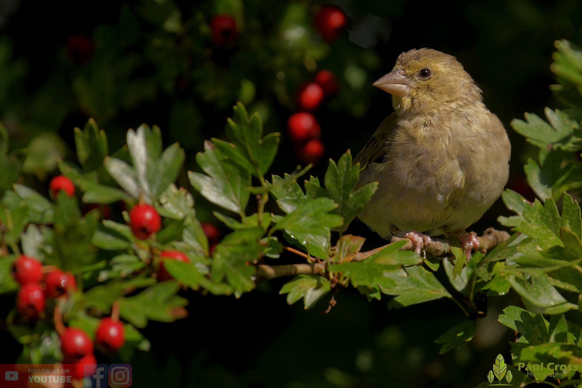 Greenfinch-00080.jpg