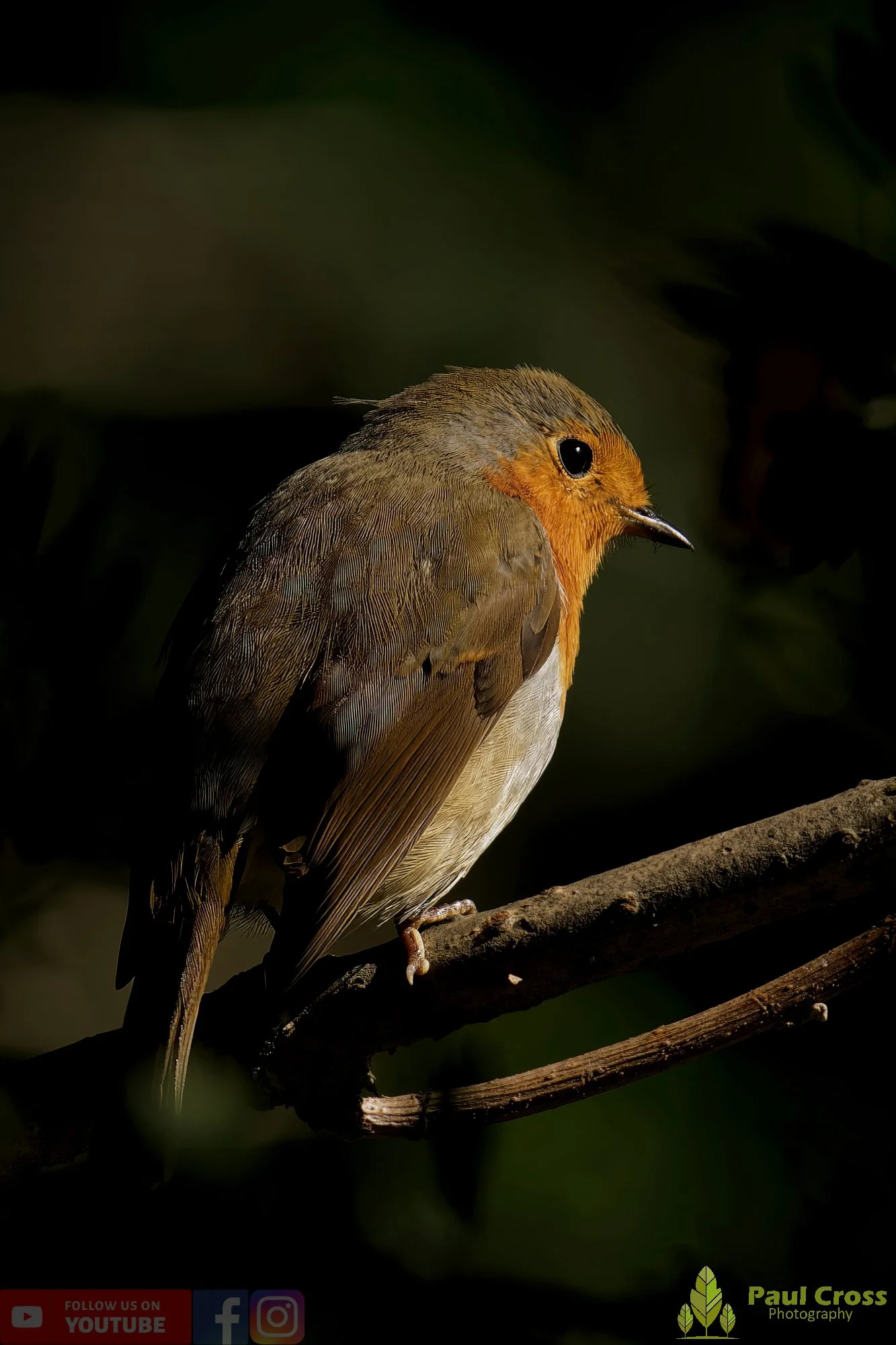 Robin-00282.jpg