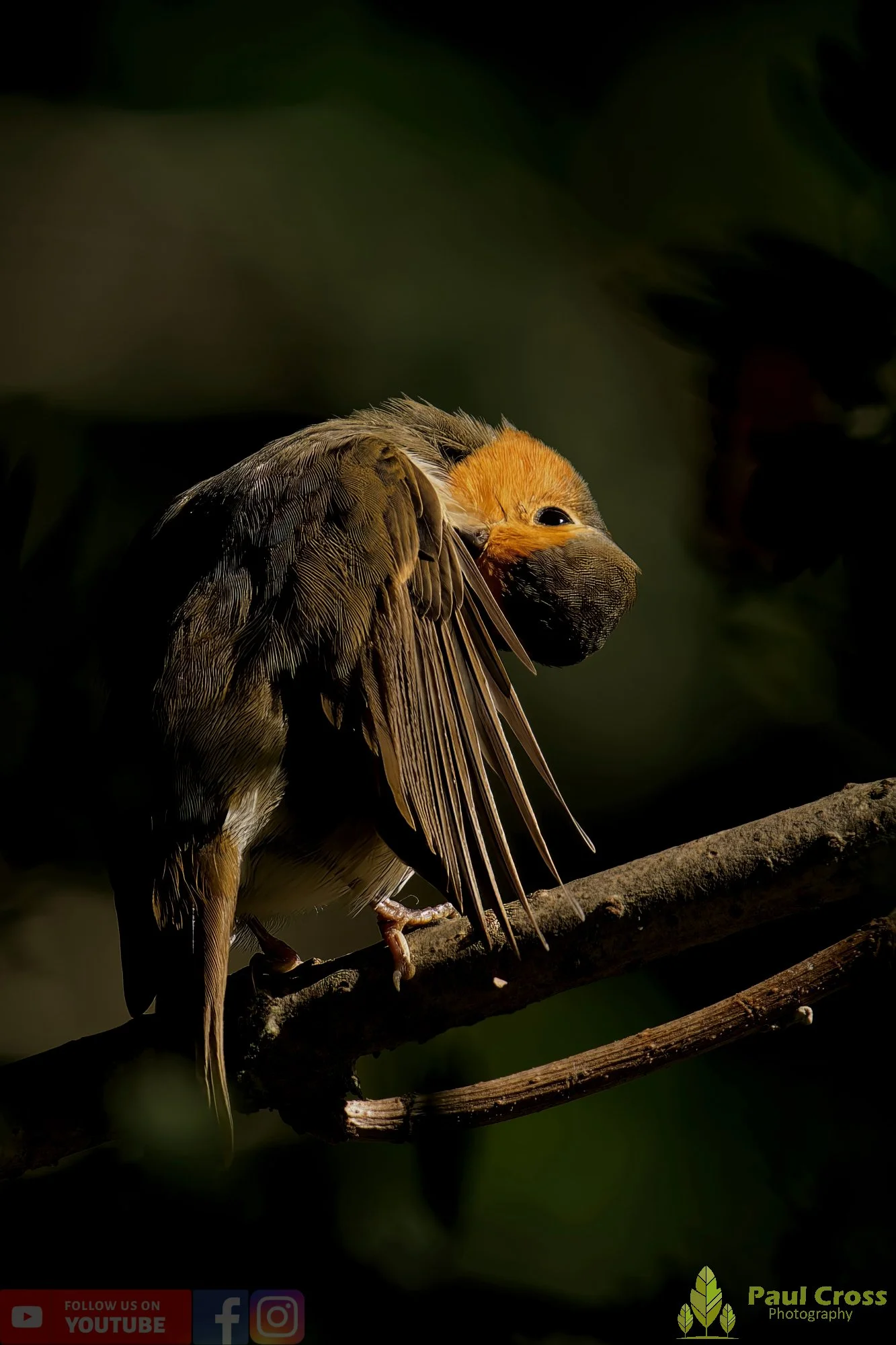Robin-00284.jpg