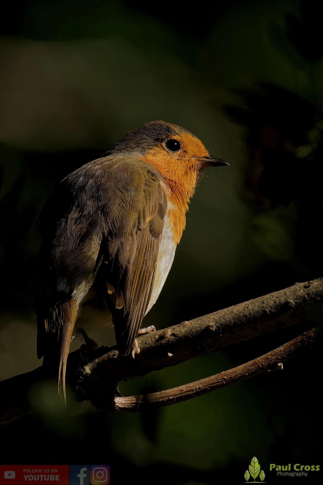 Robin-00285.jpg