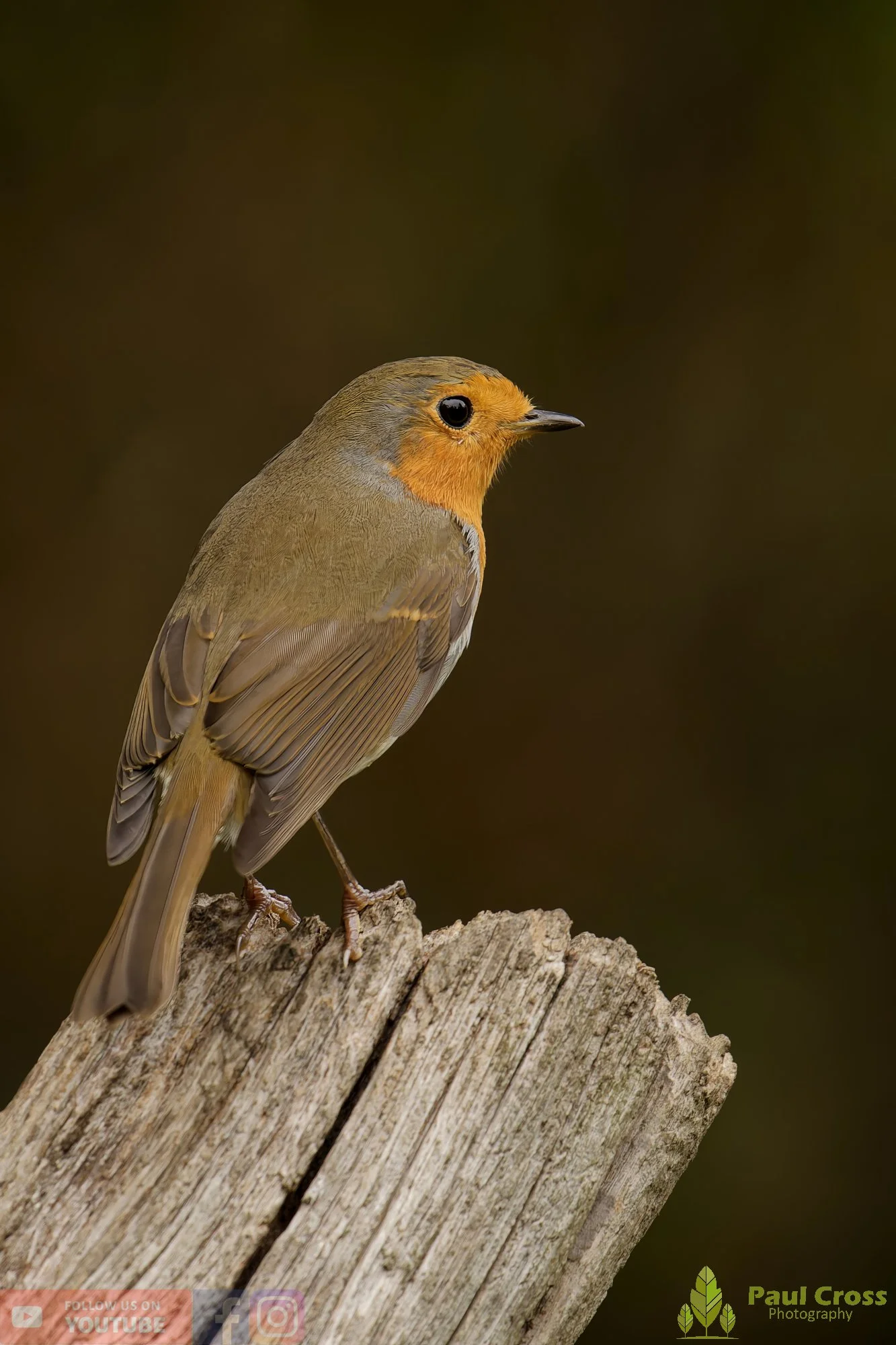 Robin-00286.jpg