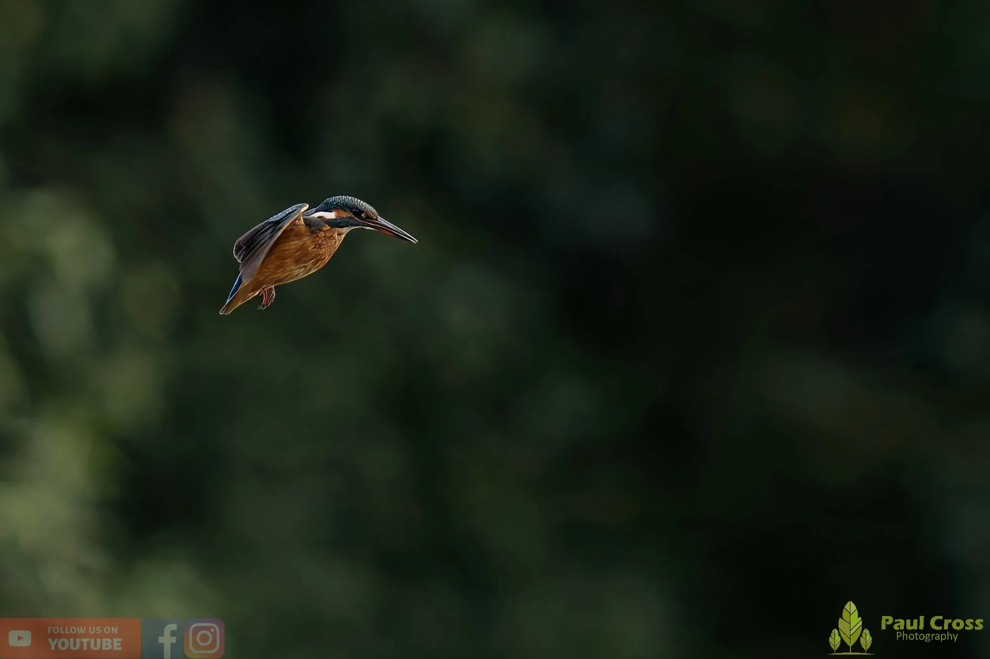 Kingfisher-00499.jpg