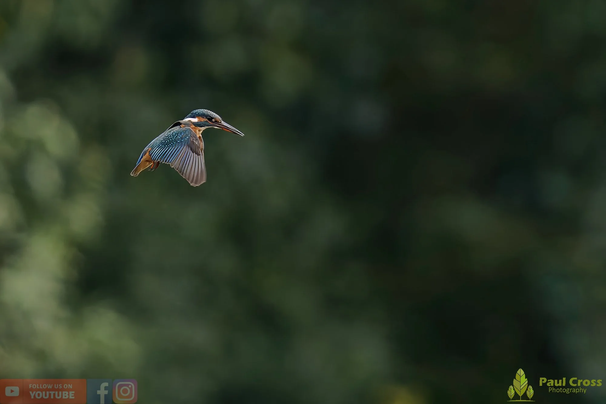Kingfisher-00500.jpg
