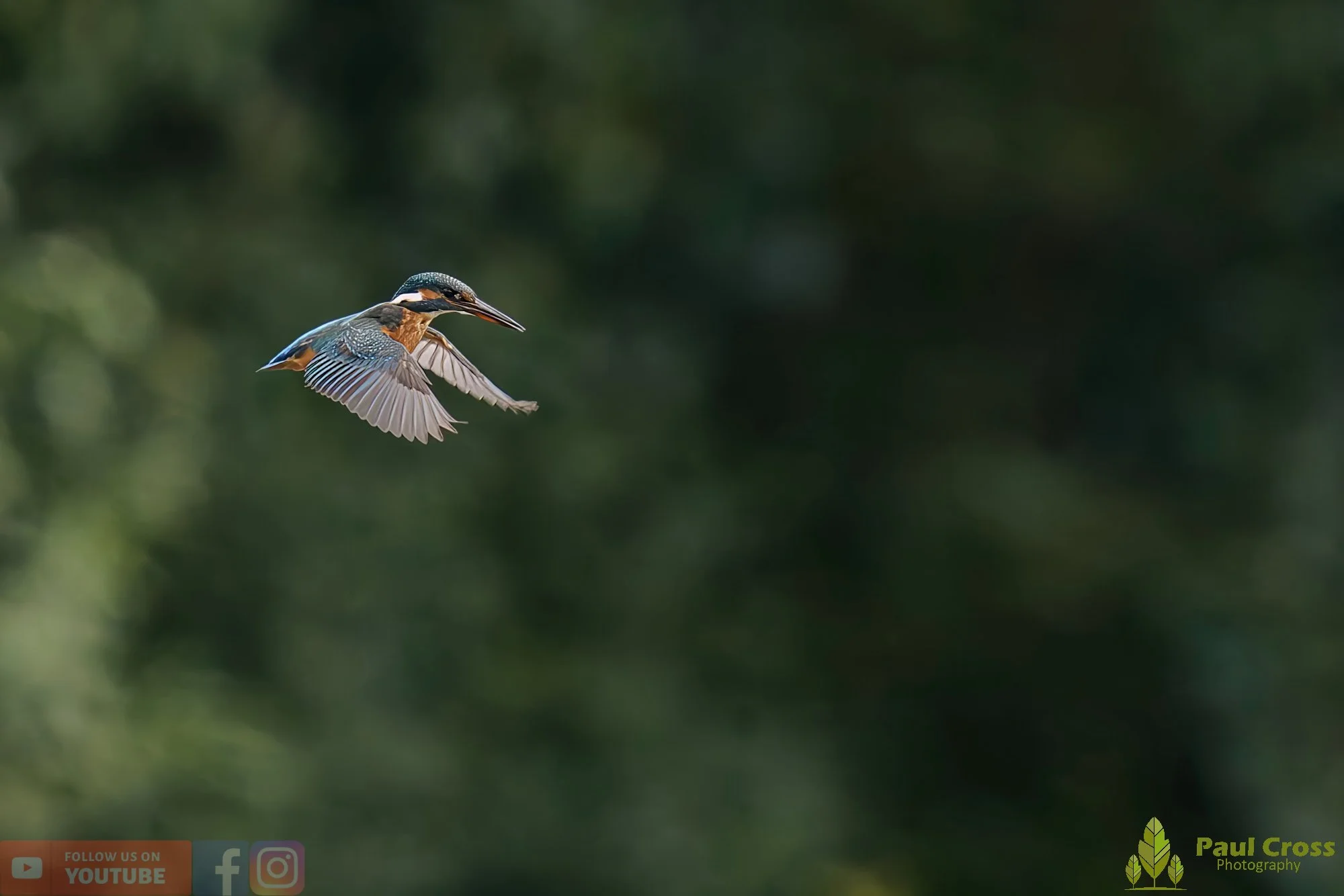 Kingfisher-00501.jpg
