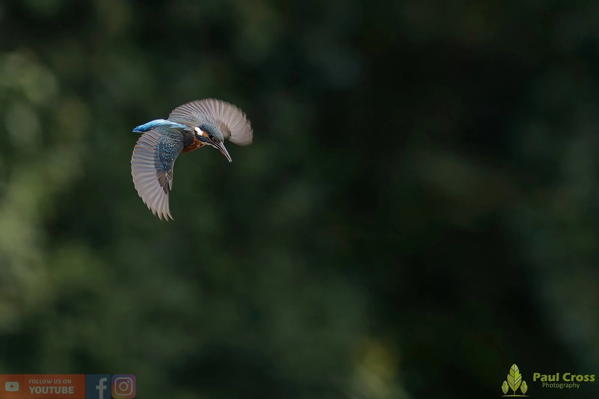 Kingfisher-00502.jpg