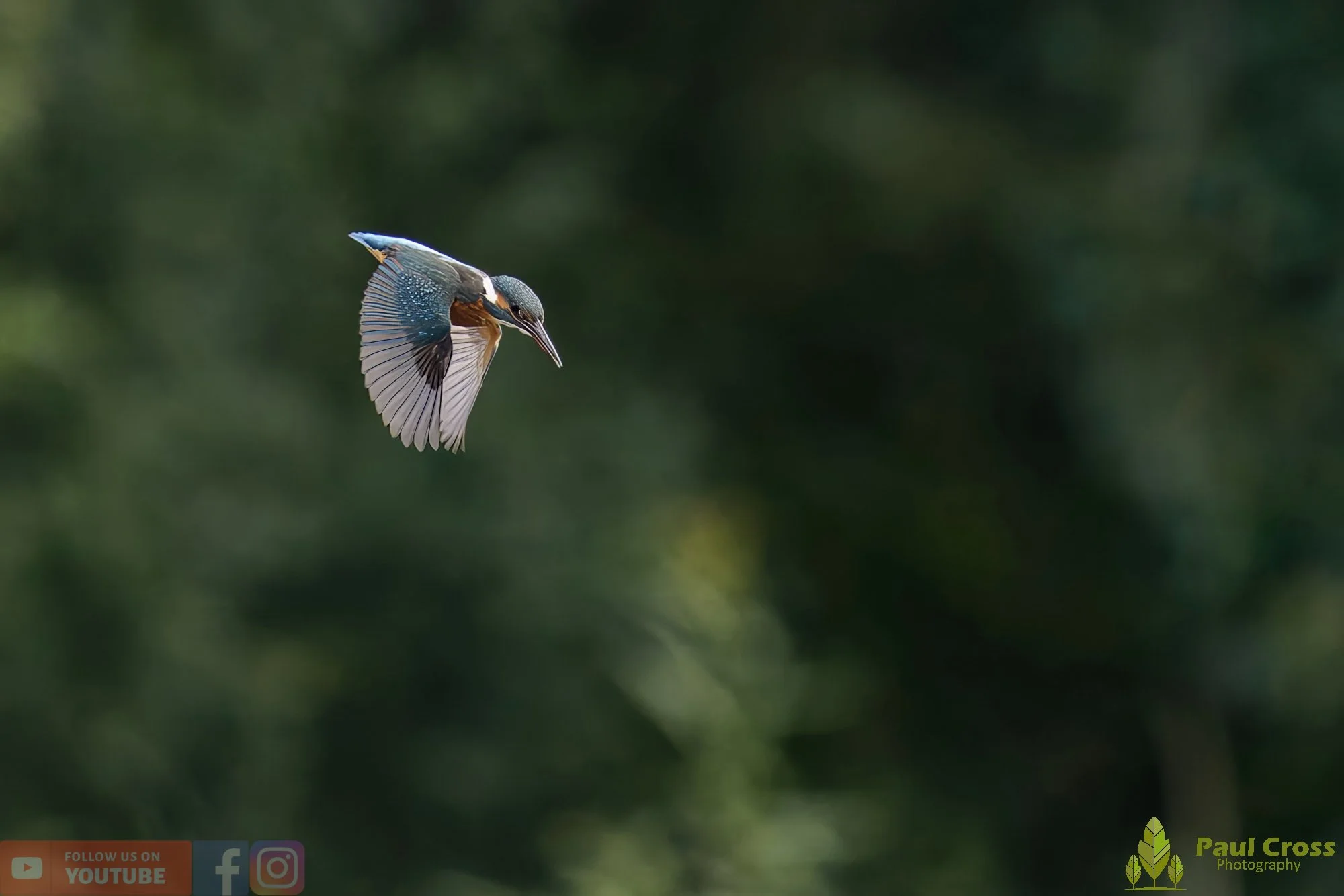 Kingfisher-00503.jpg