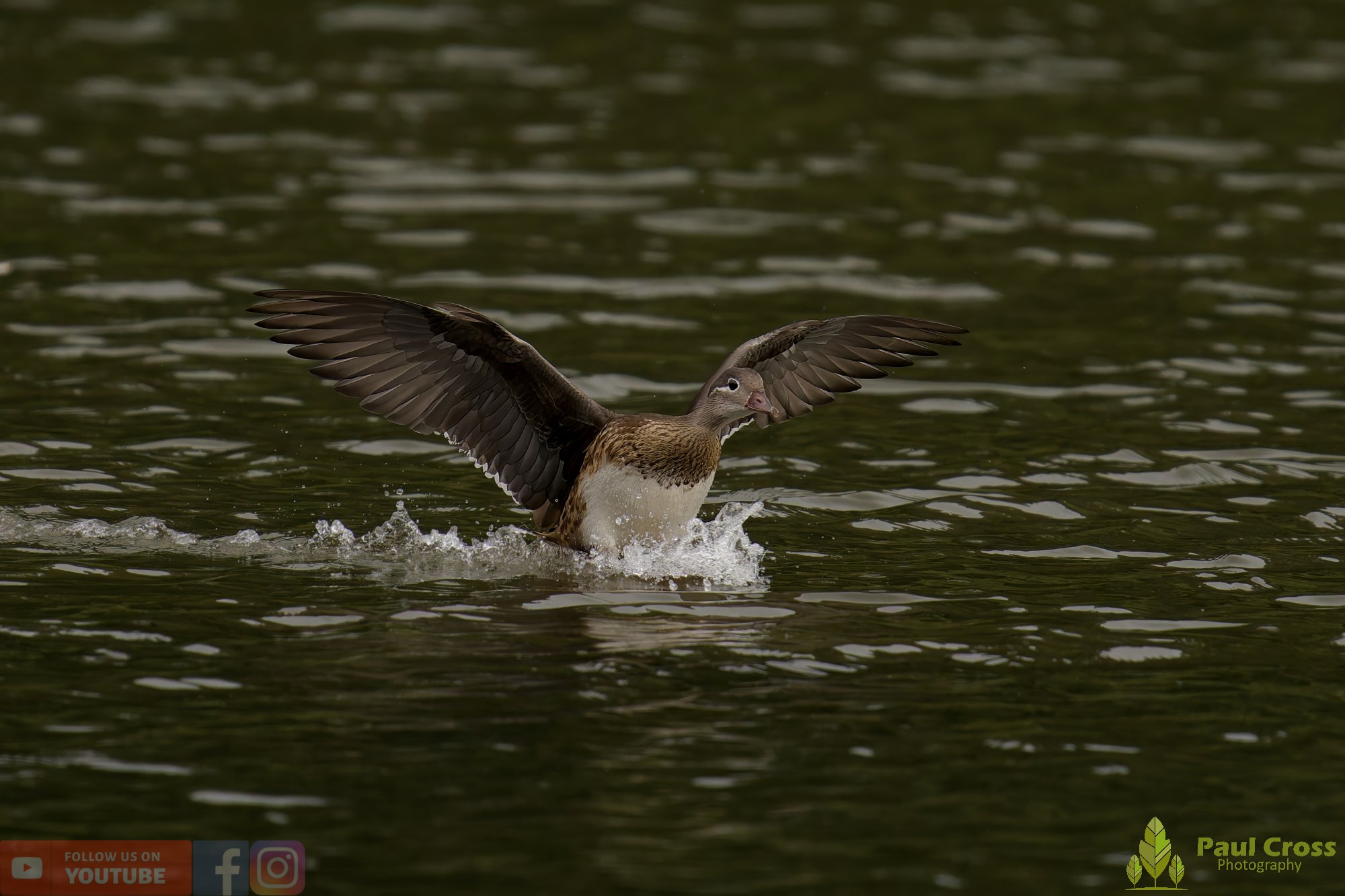 Mandarin Duck-00073.jpg
