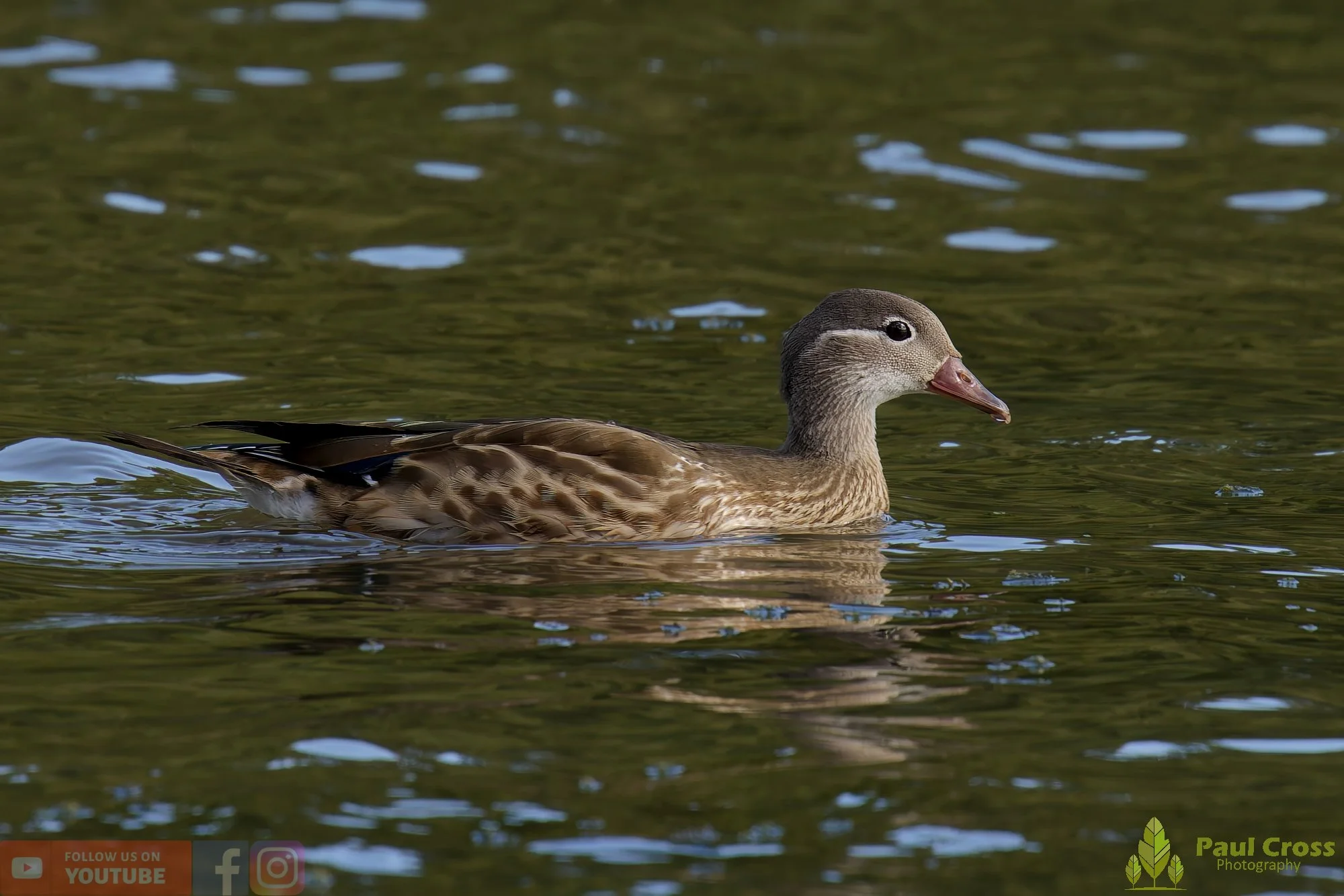Mandarin Duck-00079.jpg