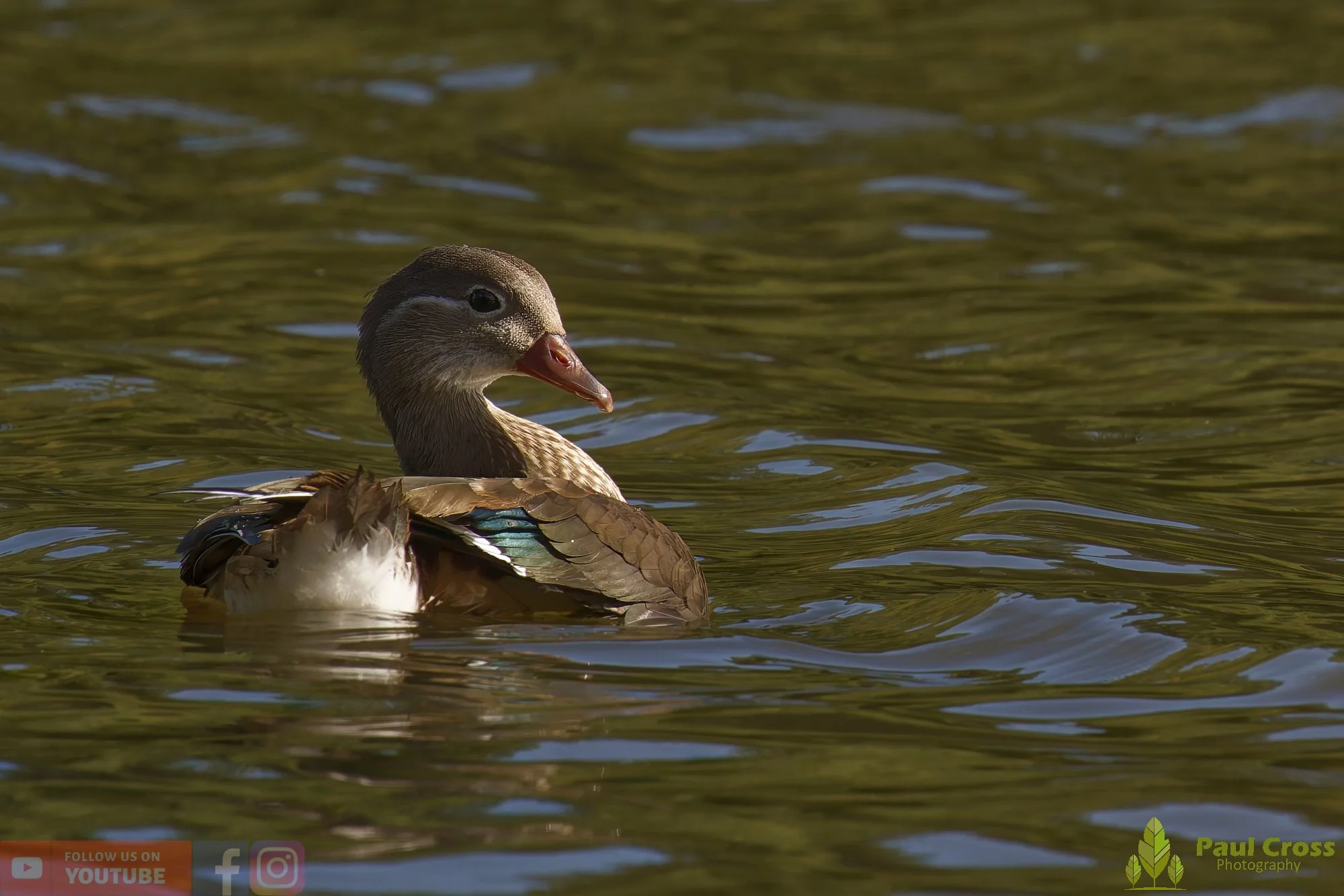 Mandarin Duck-00082.jpg