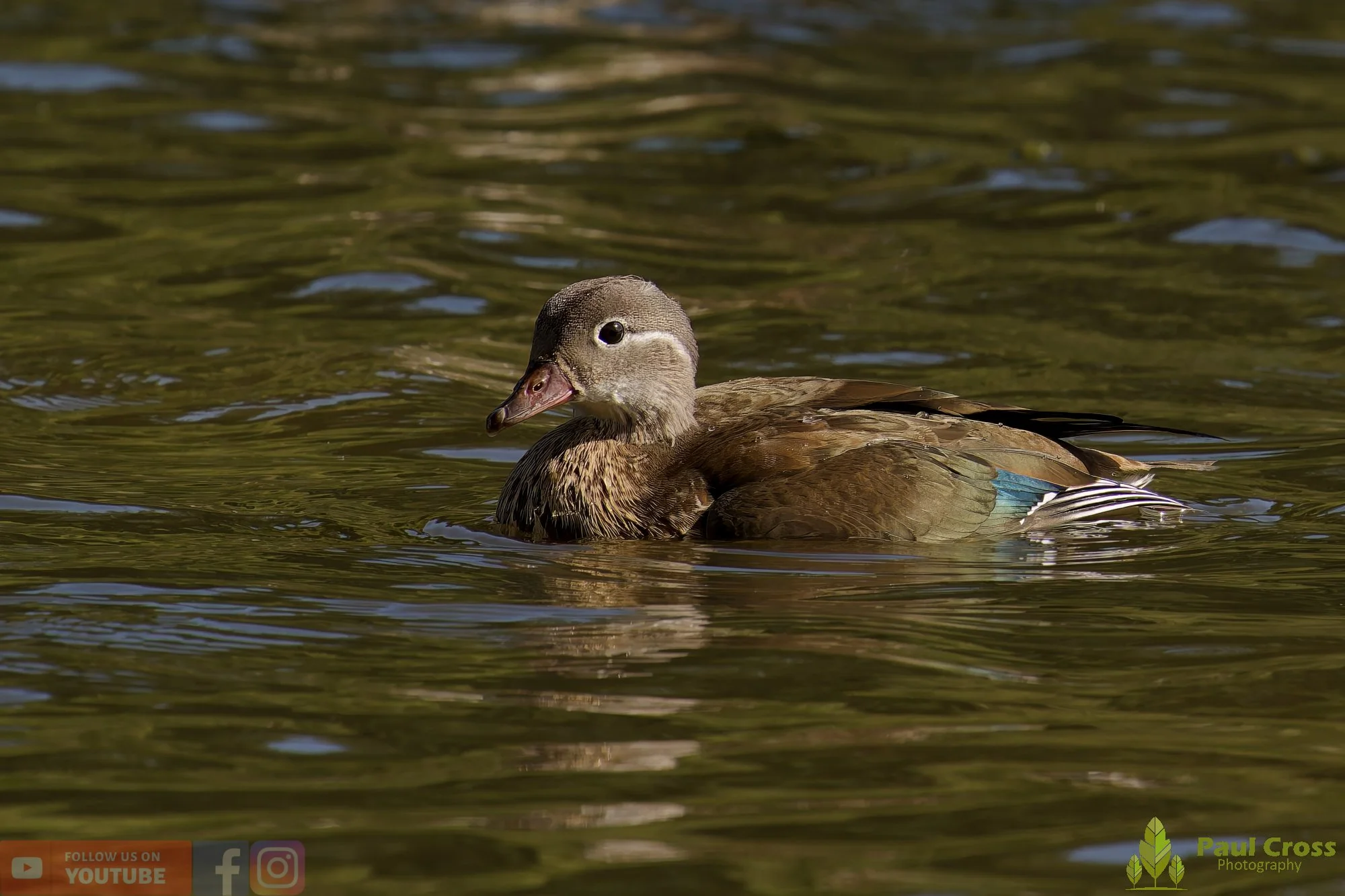 Mandarin Duck-00080.jpg