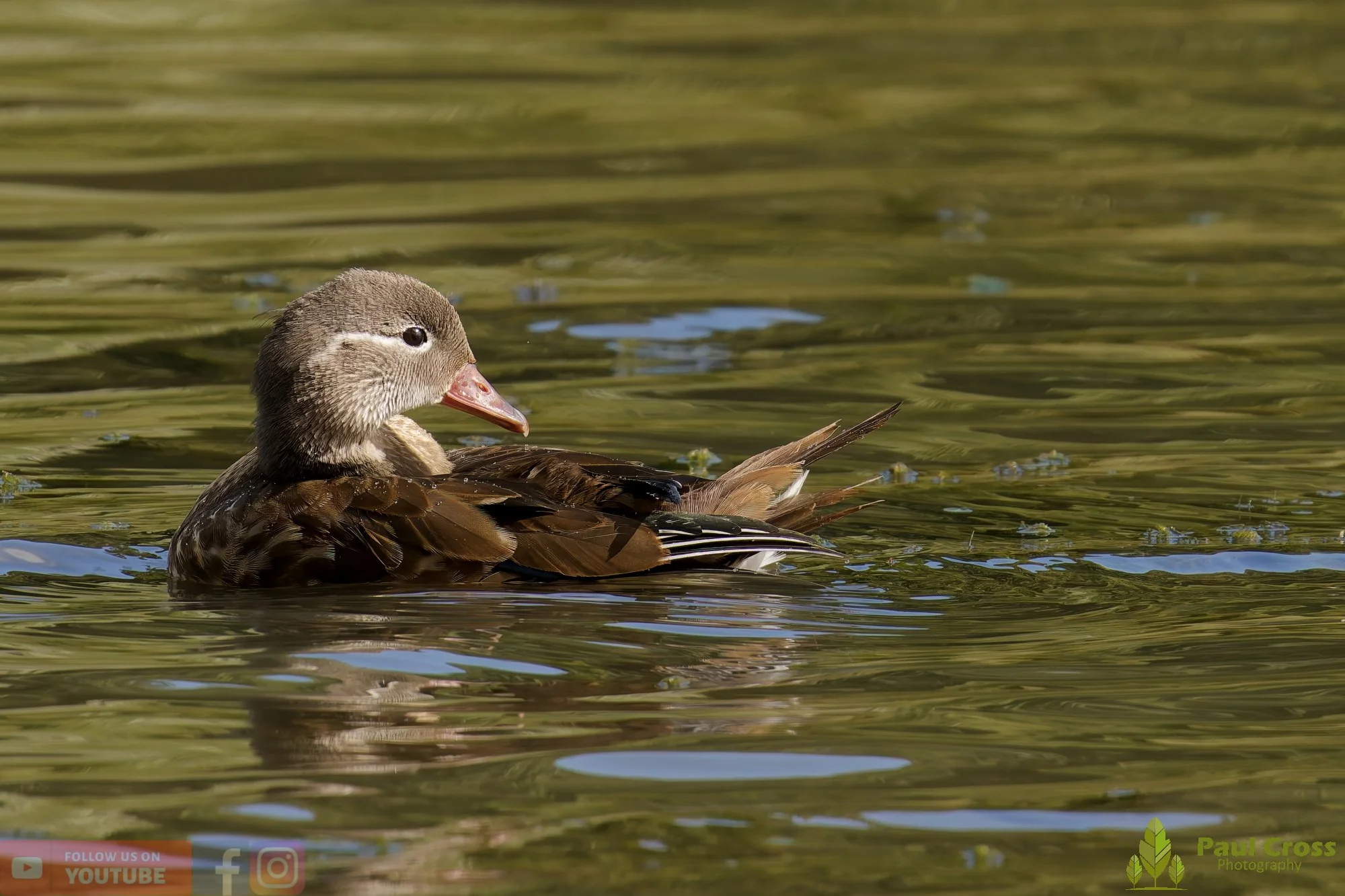Mandarin Duck-00084.jpg
