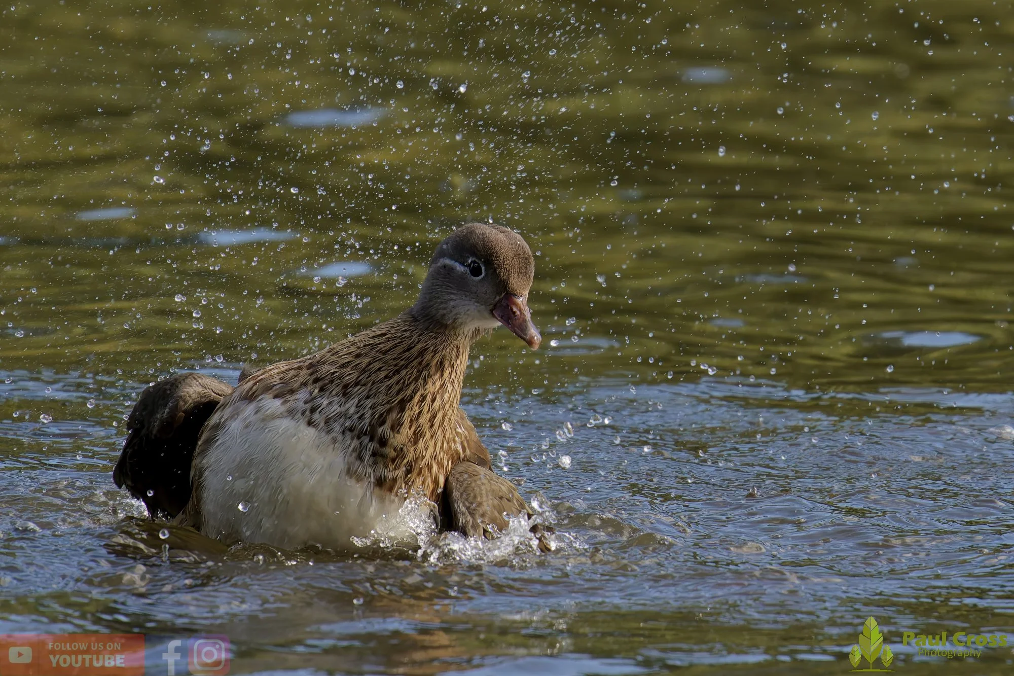 Mandarin Duck-00083.jpg