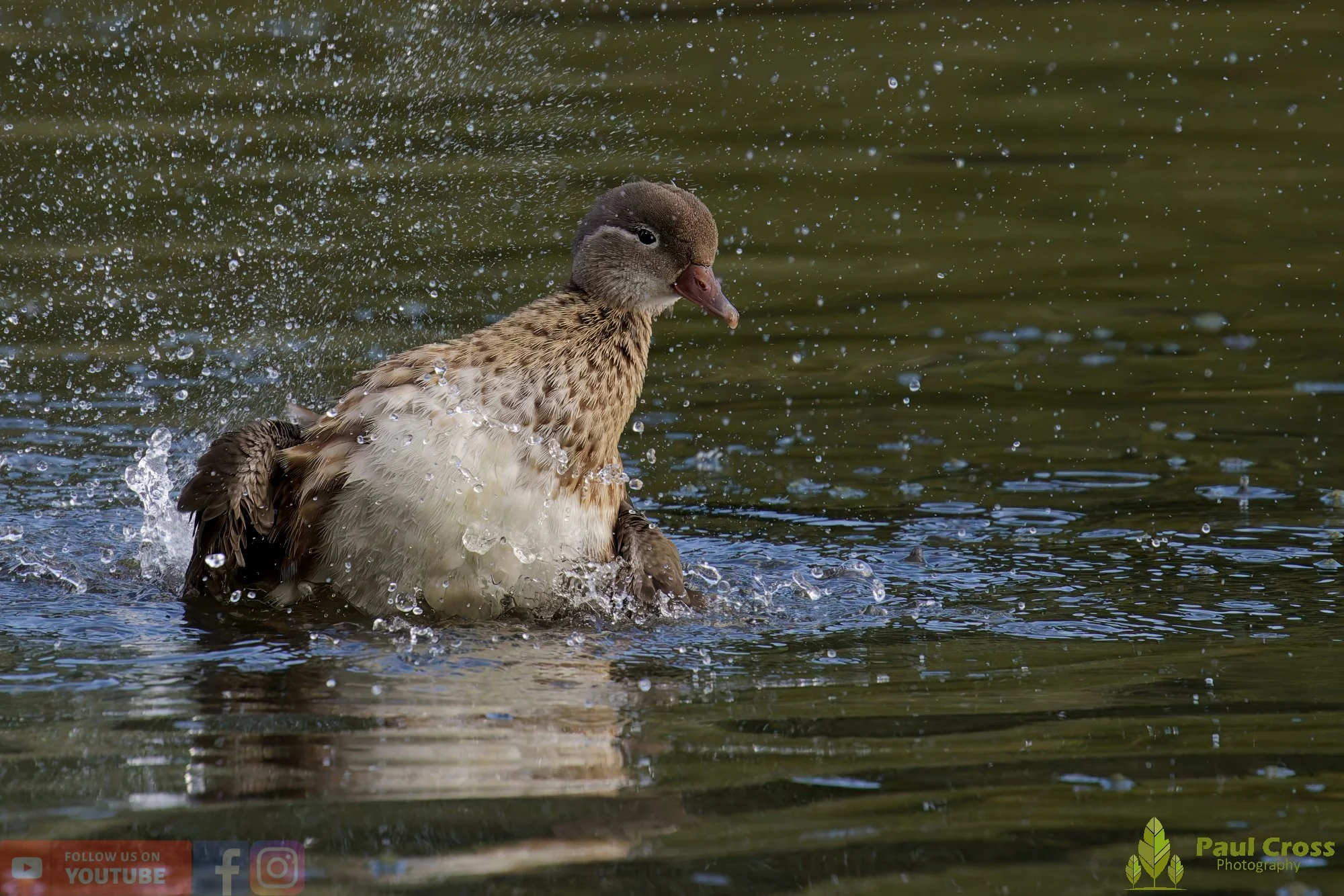 Mandarin Duck-00087.jpg