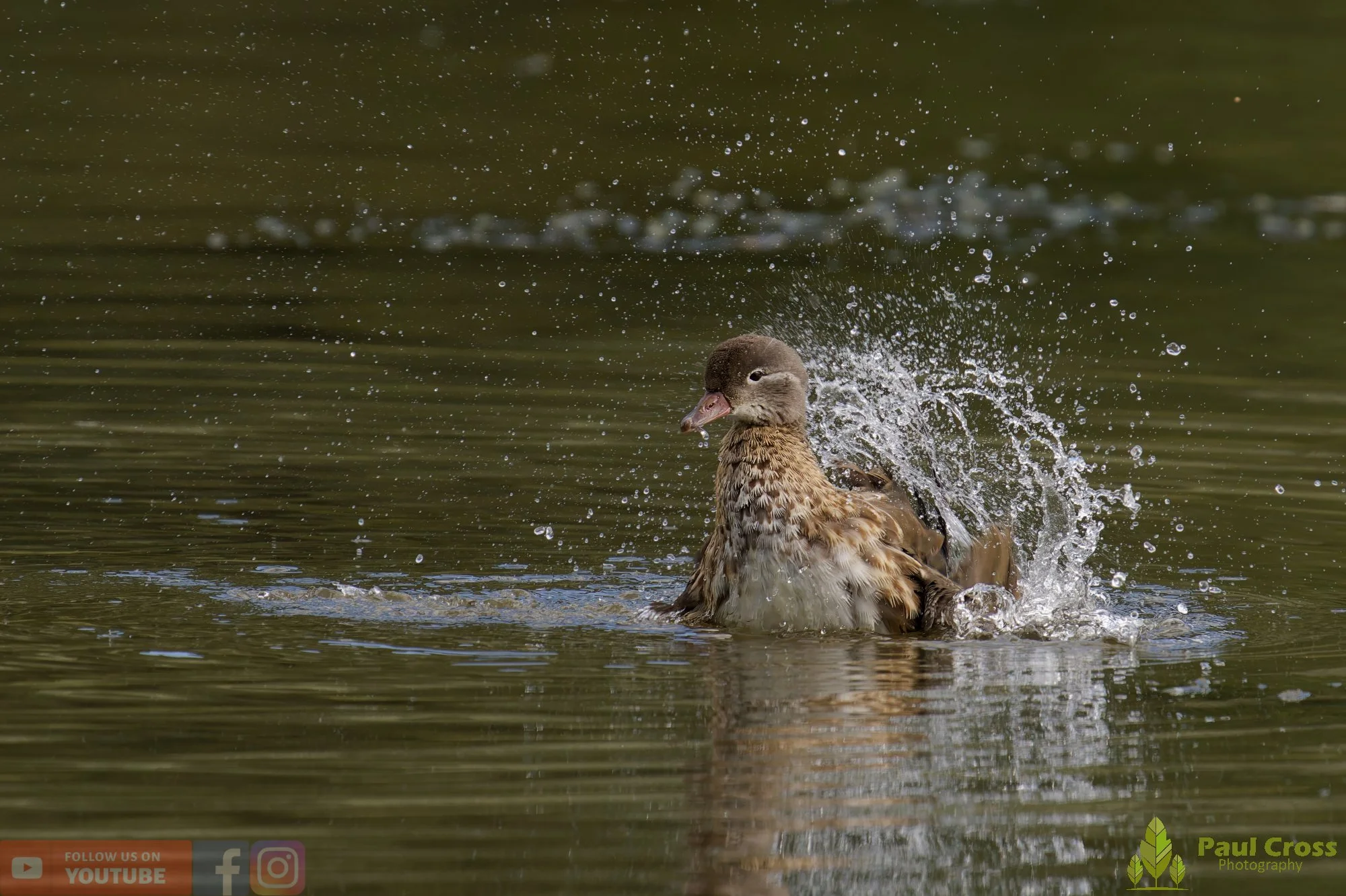 Mandarin Duck-00090.jpg
