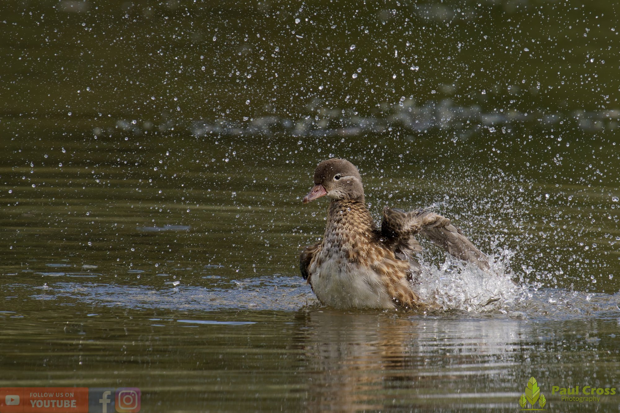 Mandarin Duck-00092.jpg