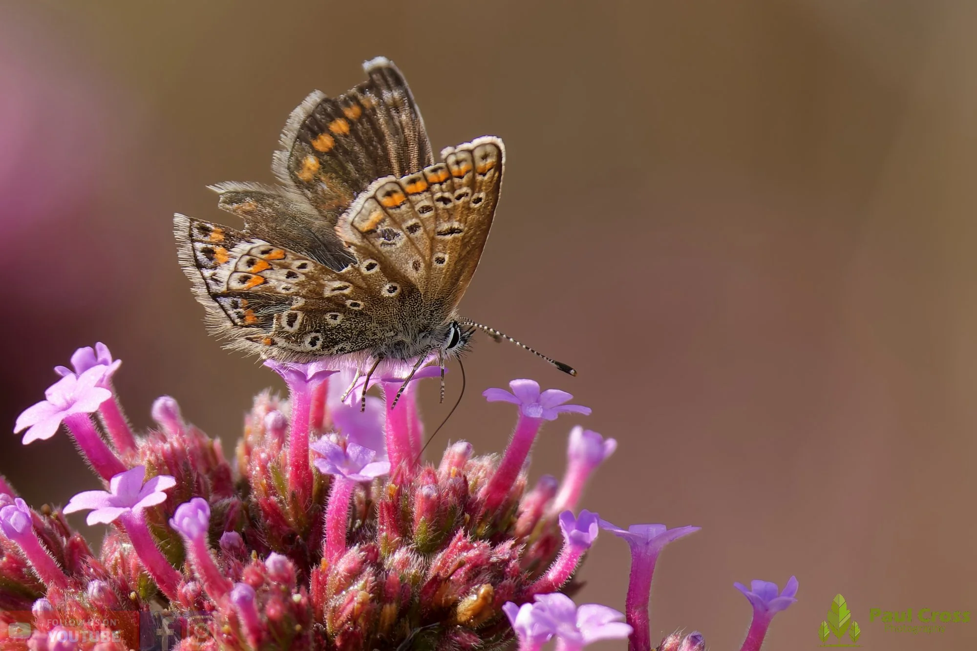 Common Blue-00028.jpg