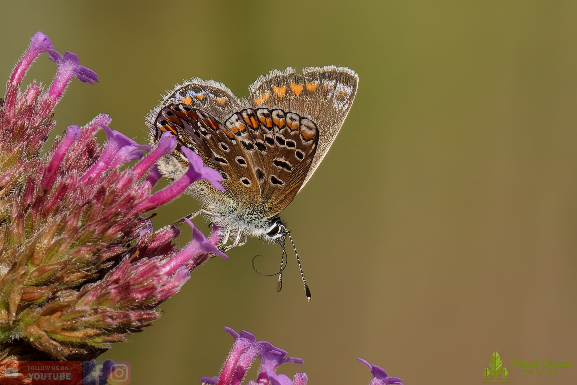 Common Blue-00032.jpg