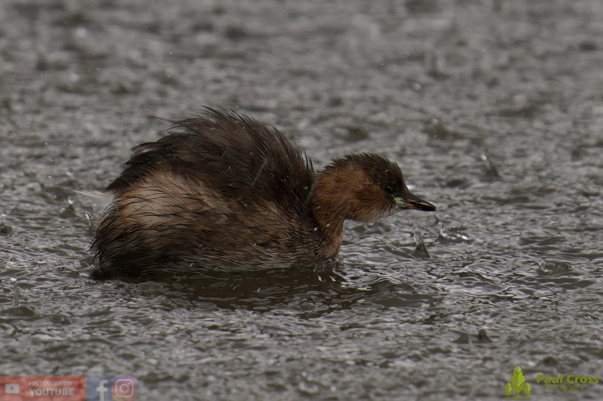 Little Grebe-00288.jpg