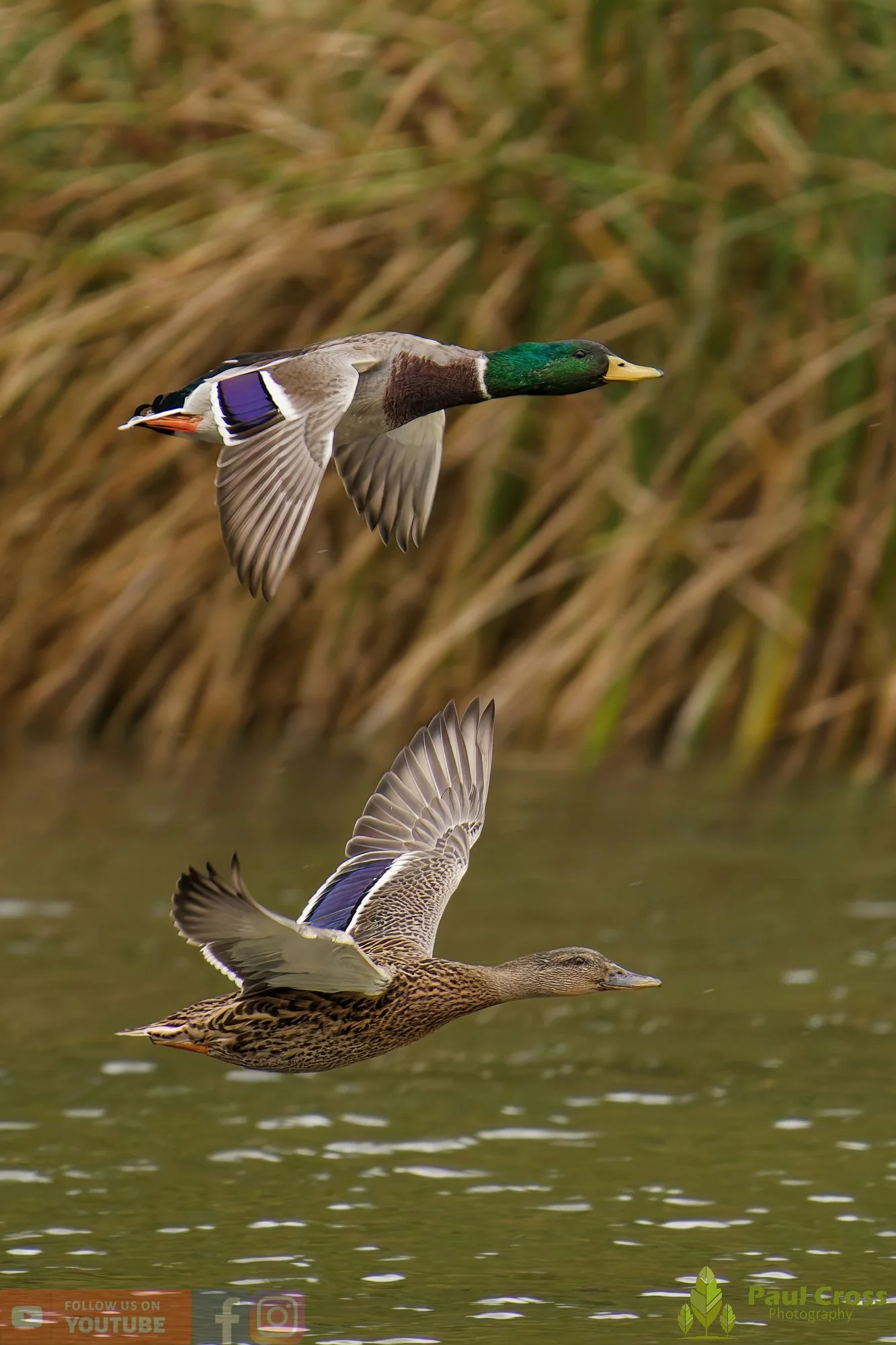Mallard Duck-01090.jpg