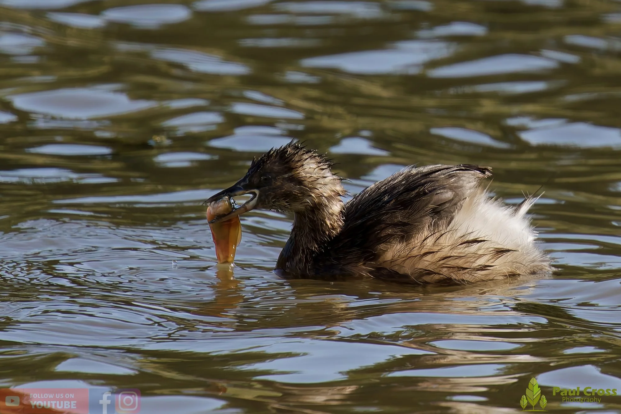 Little Grebe-00289.jpg