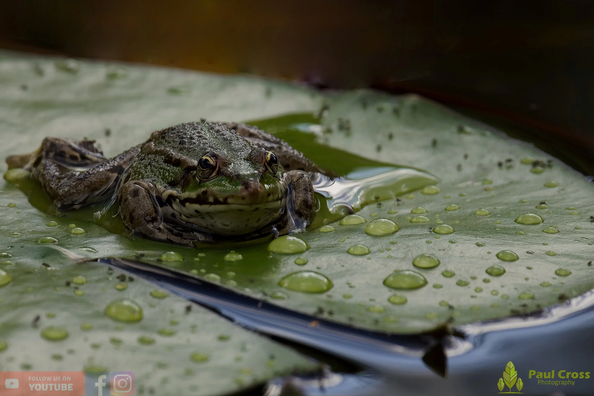 Marsh Frog-00068.jpg