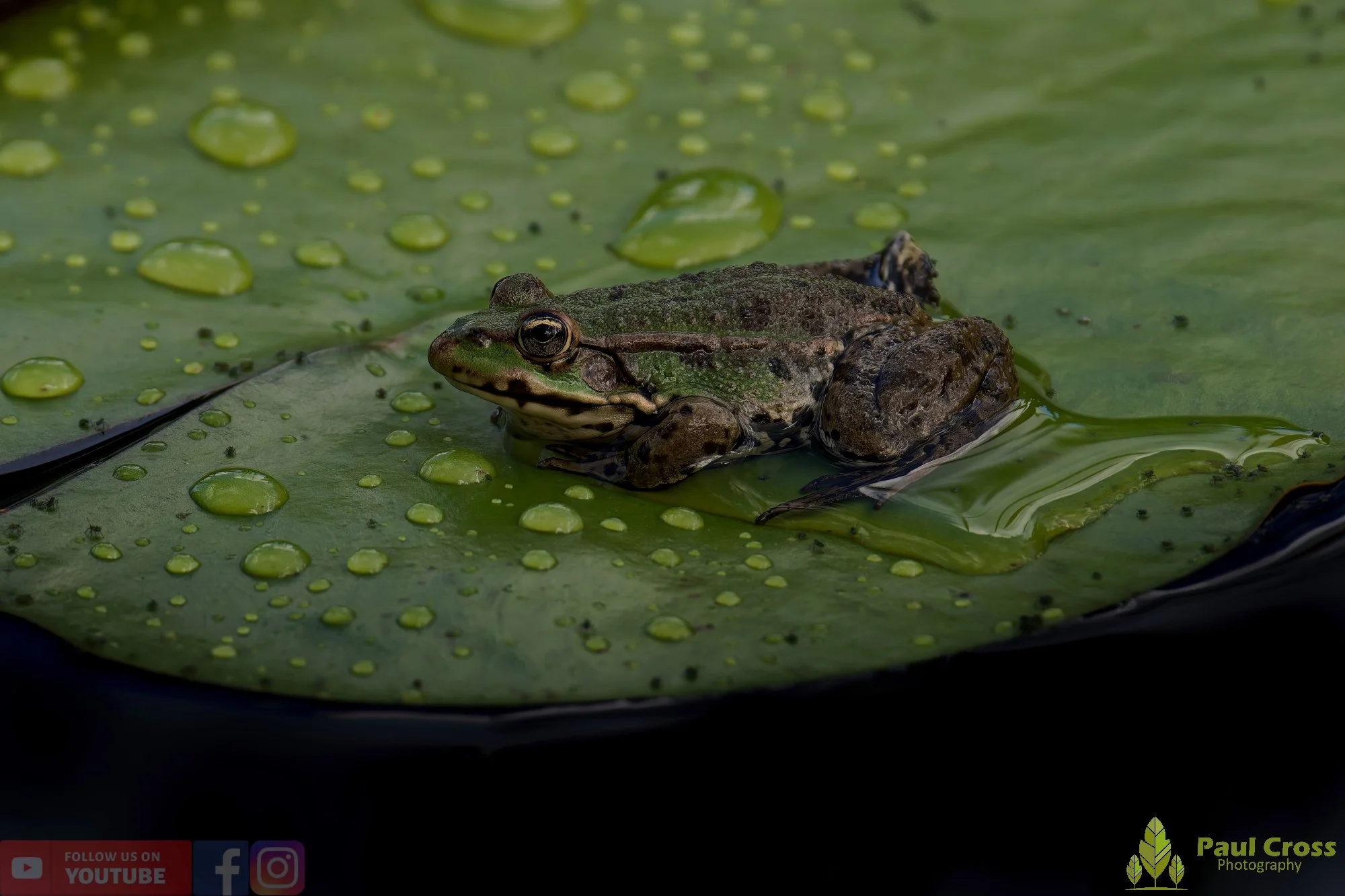 Marsh Frog-00069.jpg