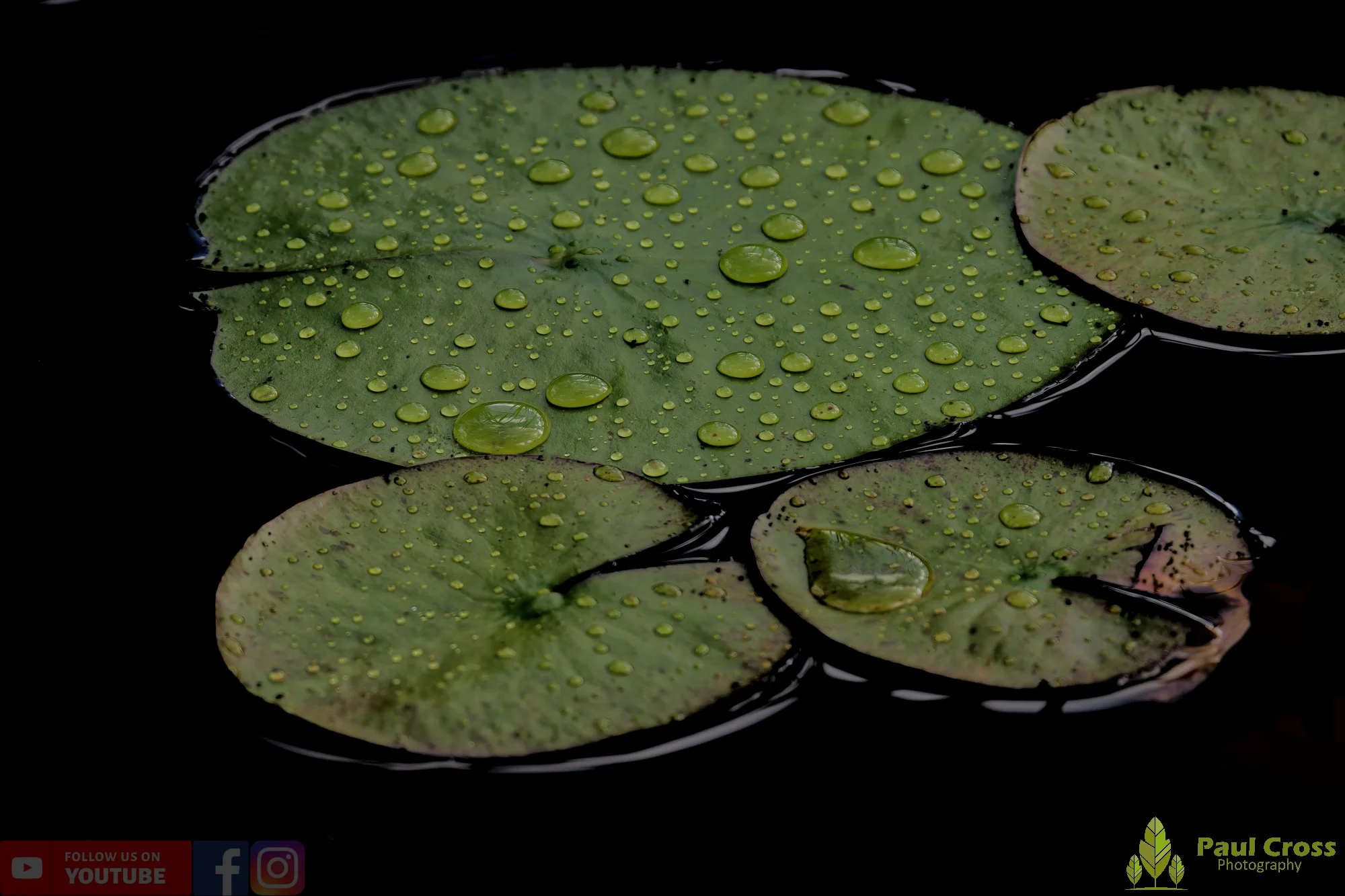 Water Lily-00006.jpg