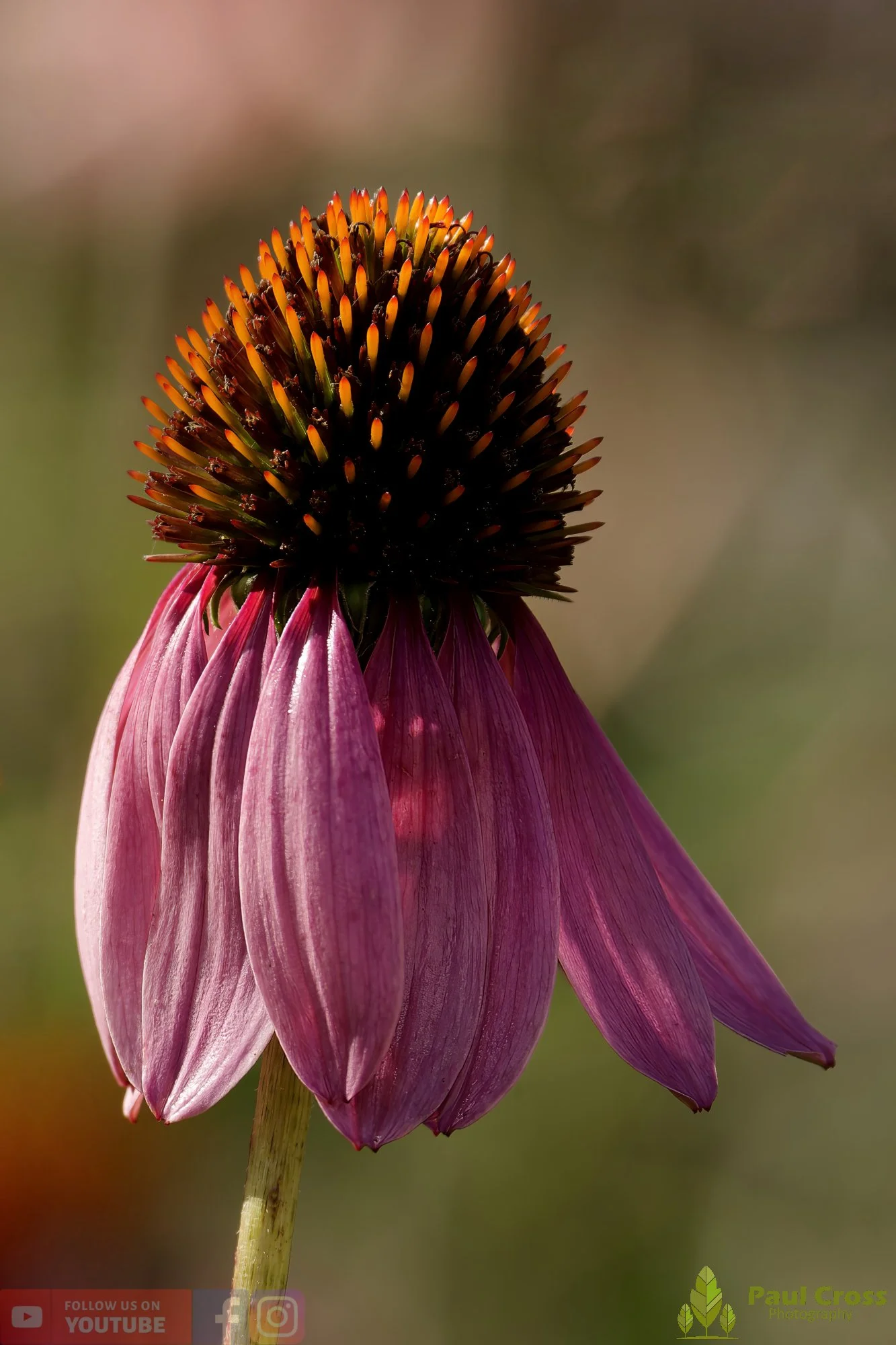 Purple Coneflower-00001.jpg