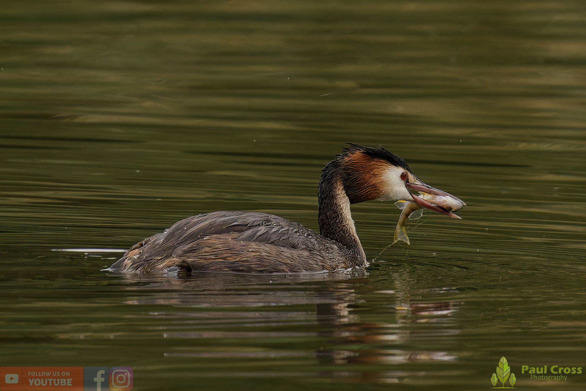 Great Crested Grebe-00930.jpg