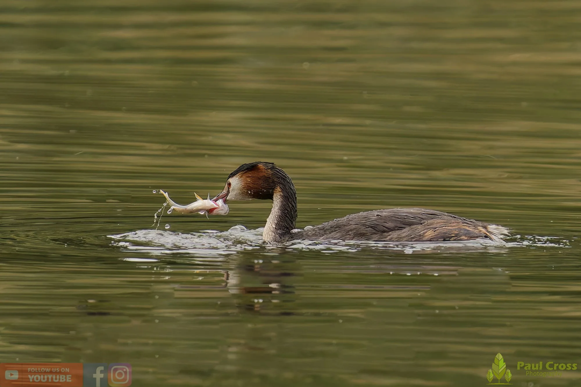 Great Crested Grebe-00931.jpg