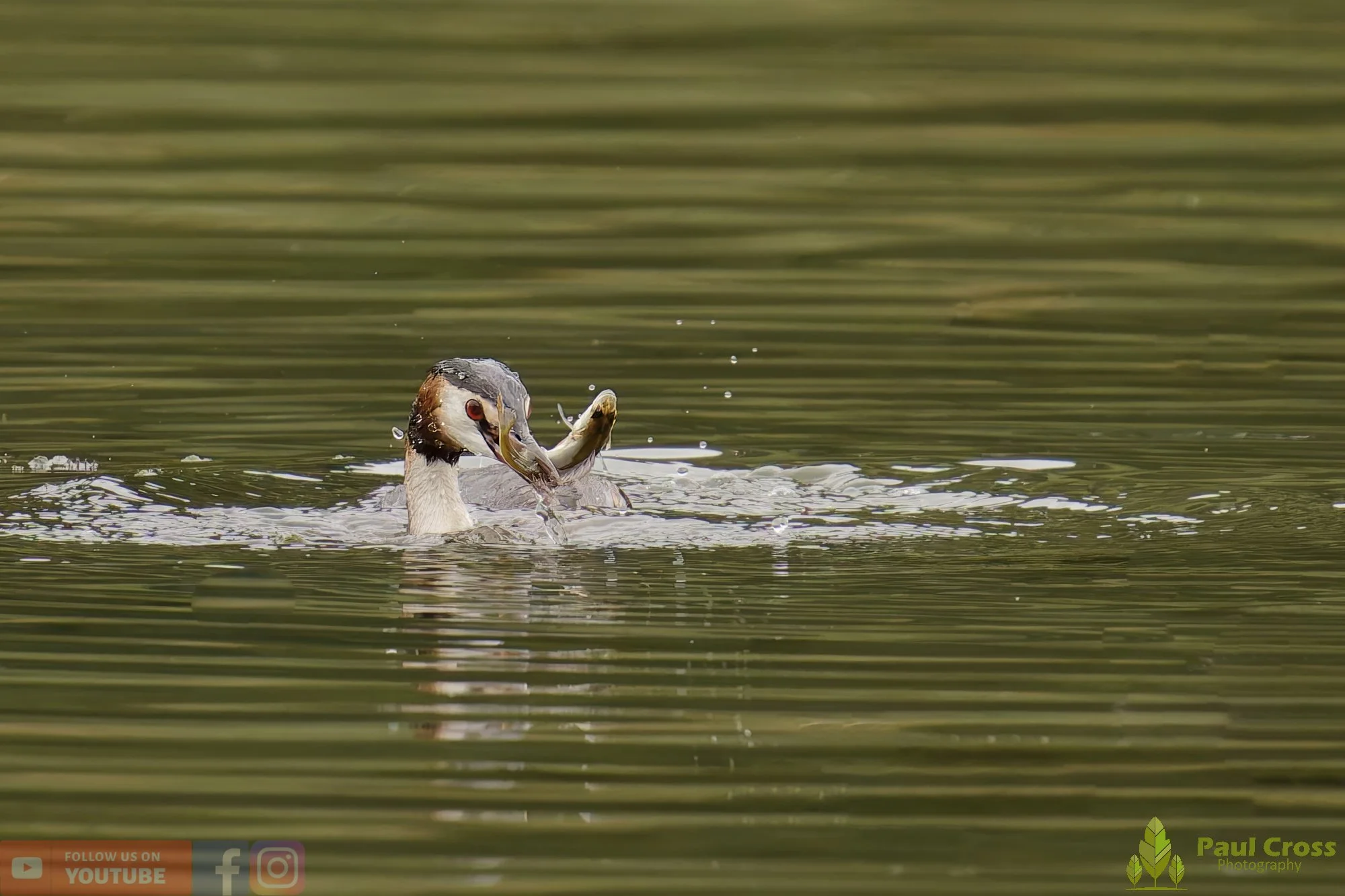 Great Crested Grebe-00933.jpg