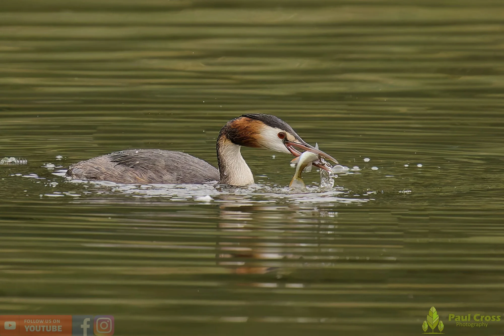 Great Crested Grebe-00934.jpg