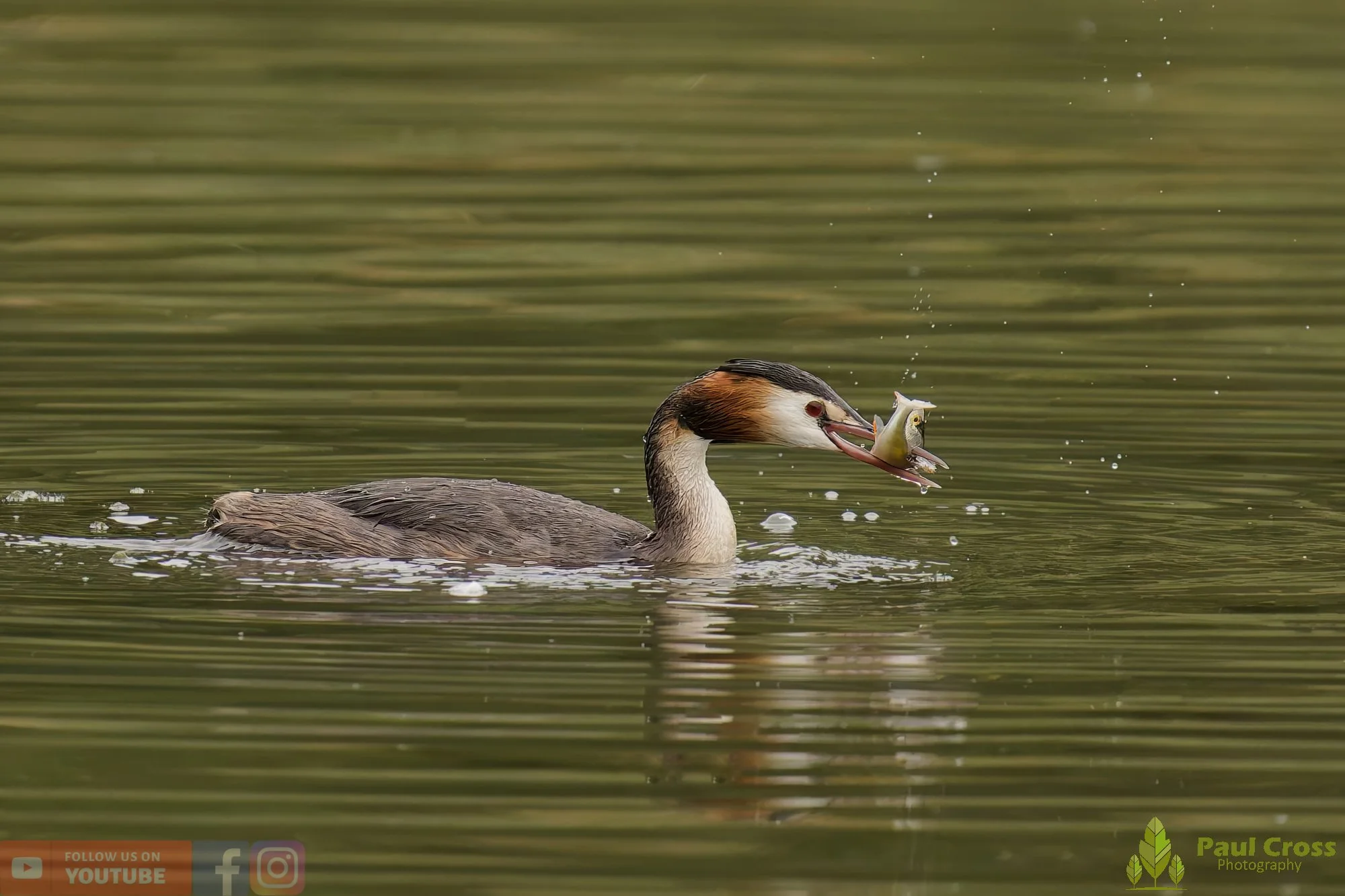 Great Crested Grebe-00935.jpg