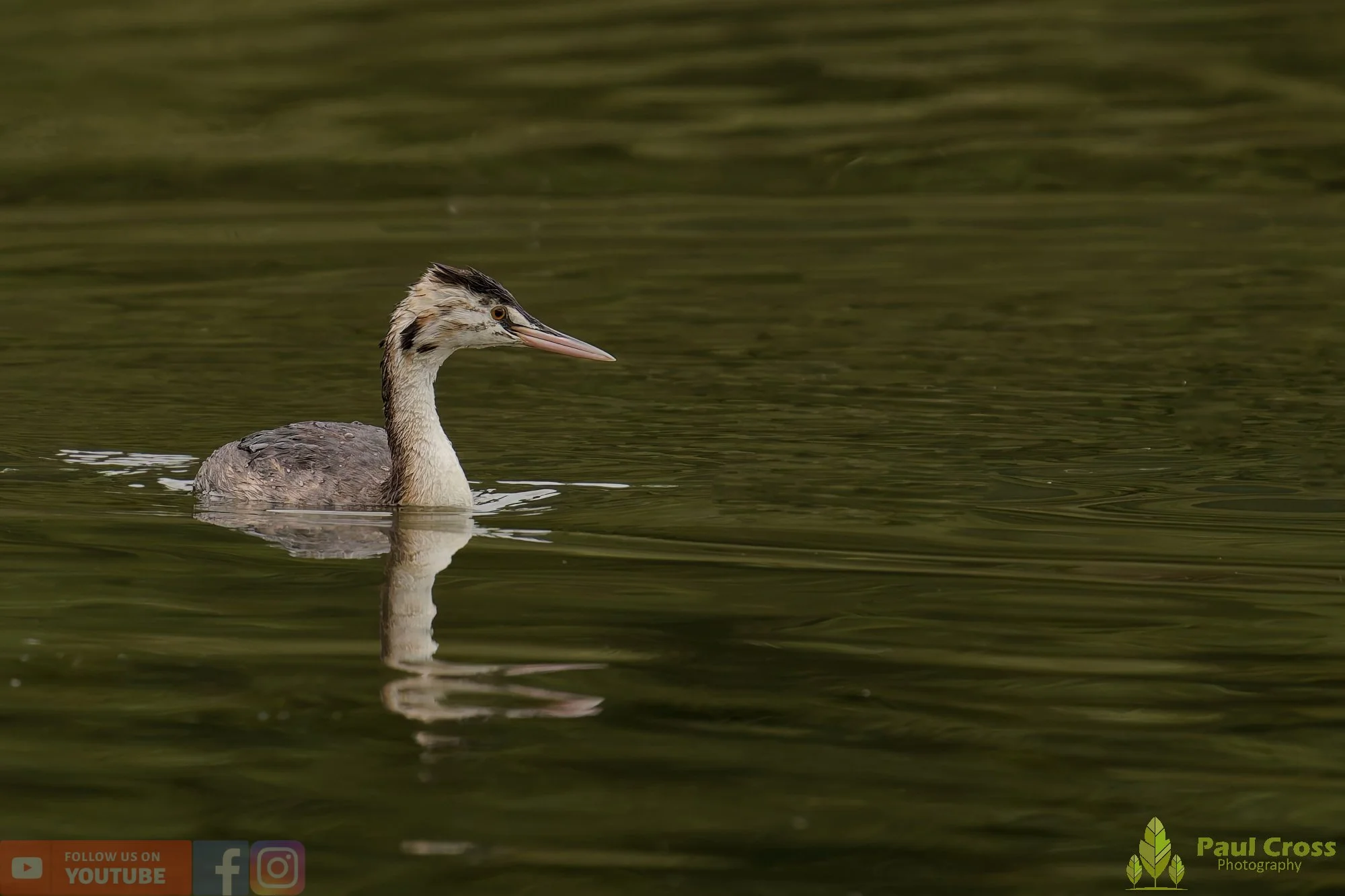 Great Crested Grebe-00936.jpg