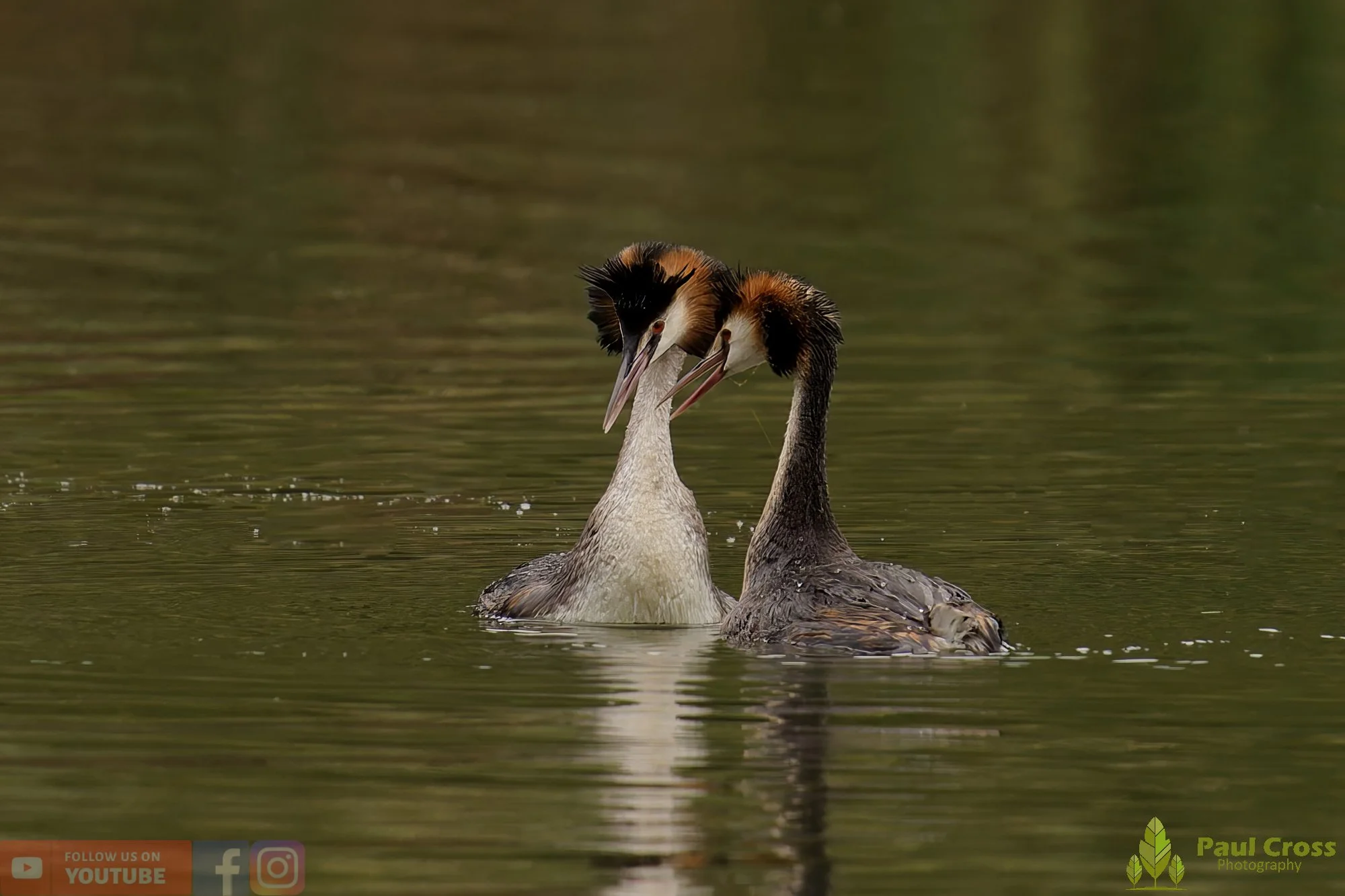 Great Crested Grebe-00939.jpg