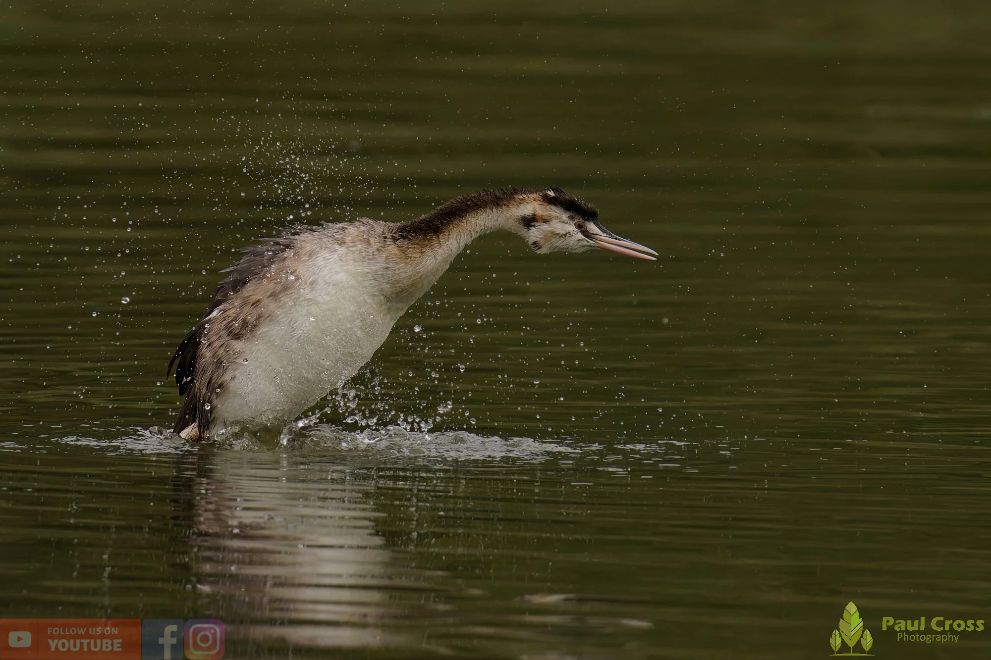 Great Crested Grebe-00937.jpg