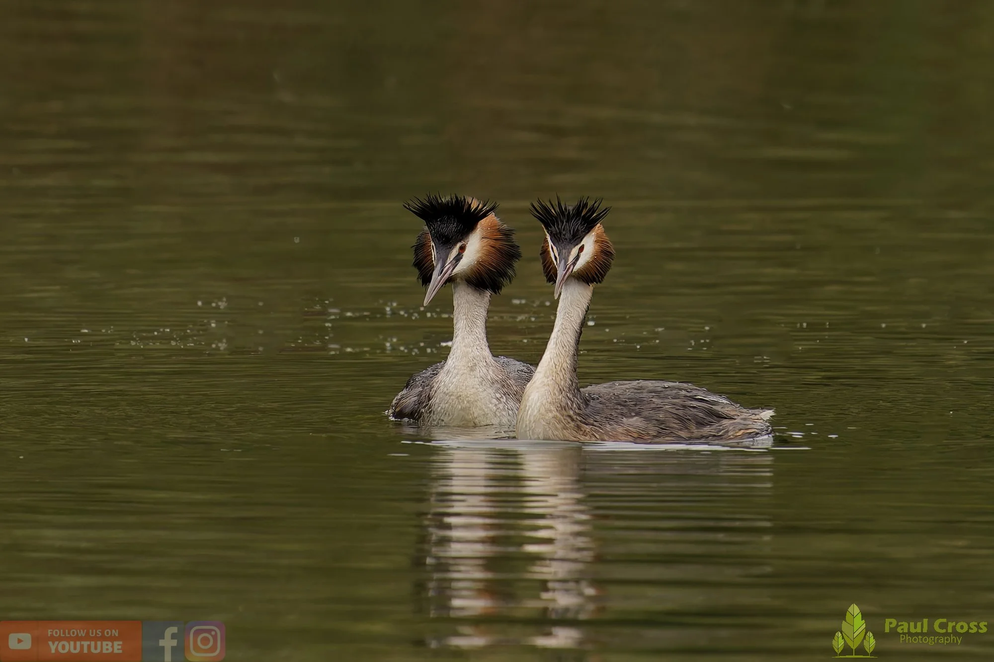 Great Crested Grebe-00947.jpg