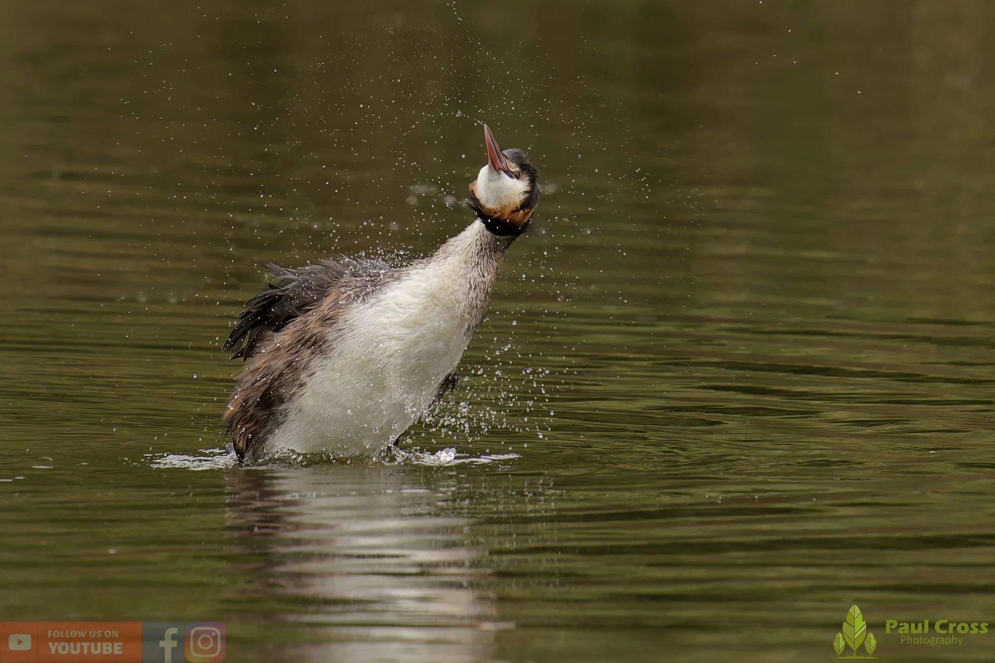 Great Crested Grebe-00952.jpg