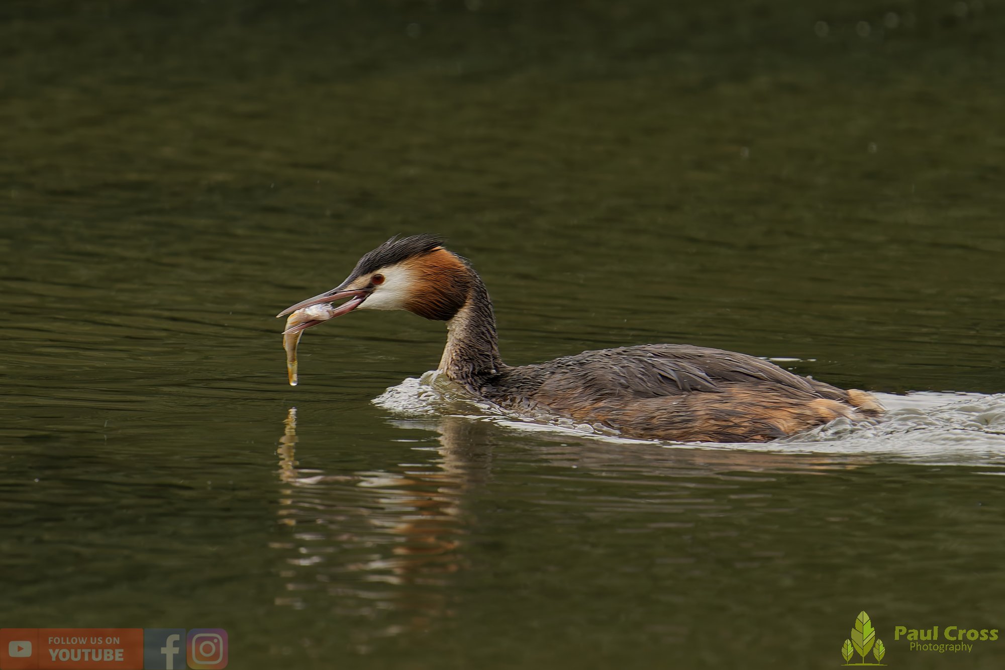 Great Crested Grebe-00954.jpg