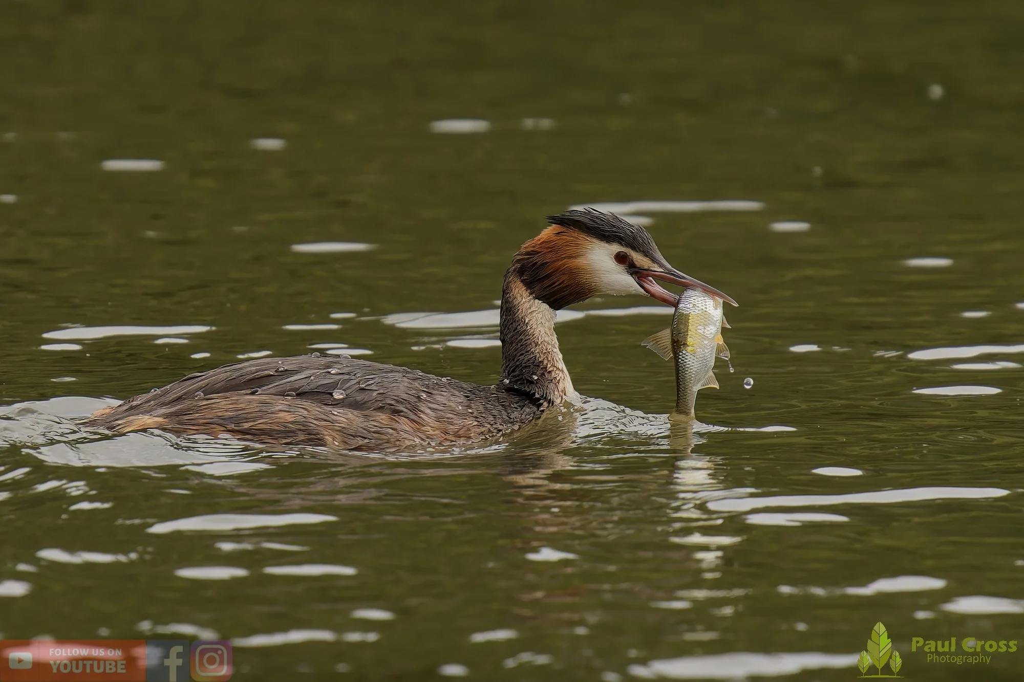 Great Crested Grebe-00955.jpg