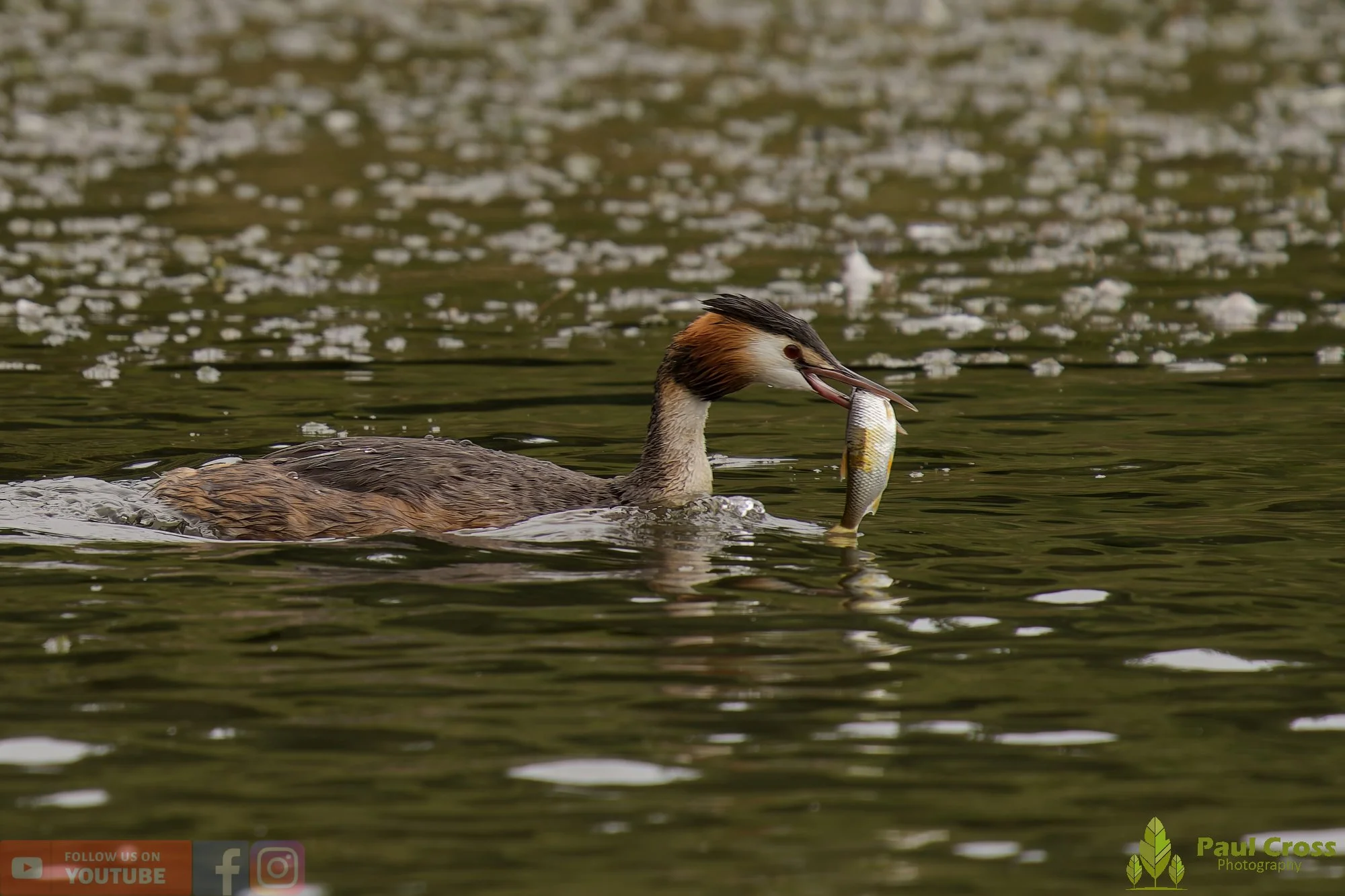 Great Crested Grebe-00957.jpg