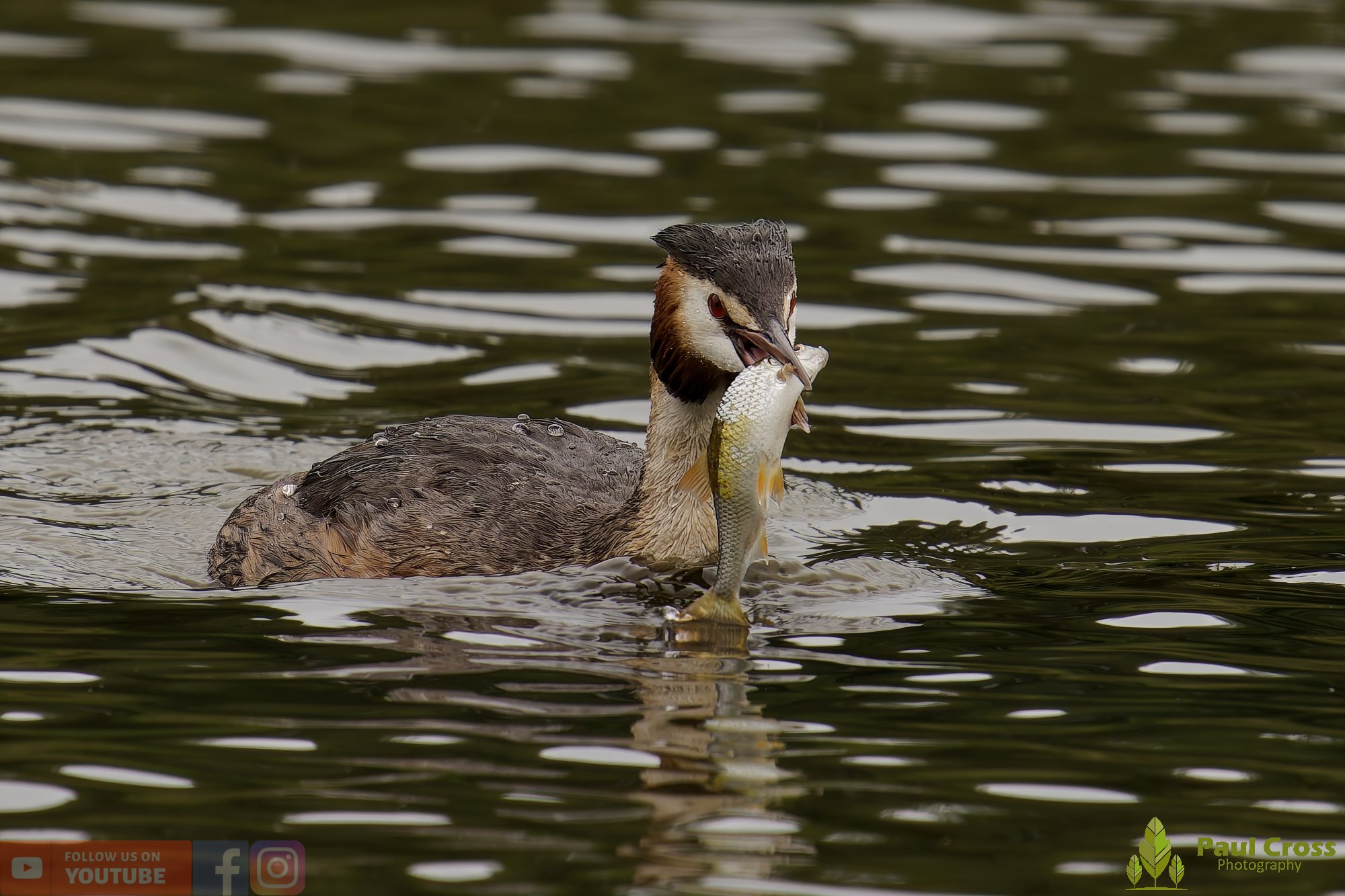 Great Crested Grebe-00959.jpg
