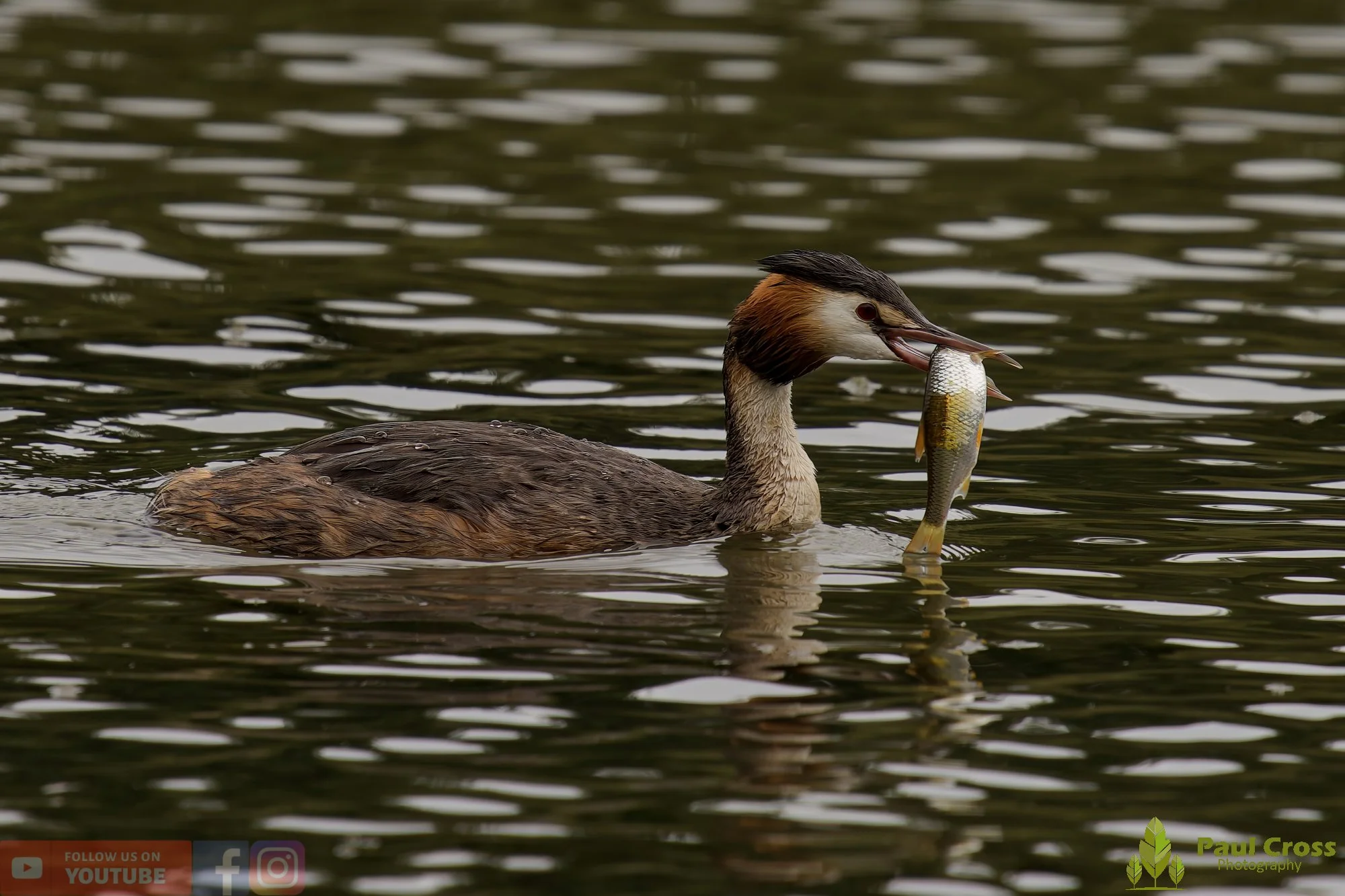 Great Crested Grebe-00960.jpg