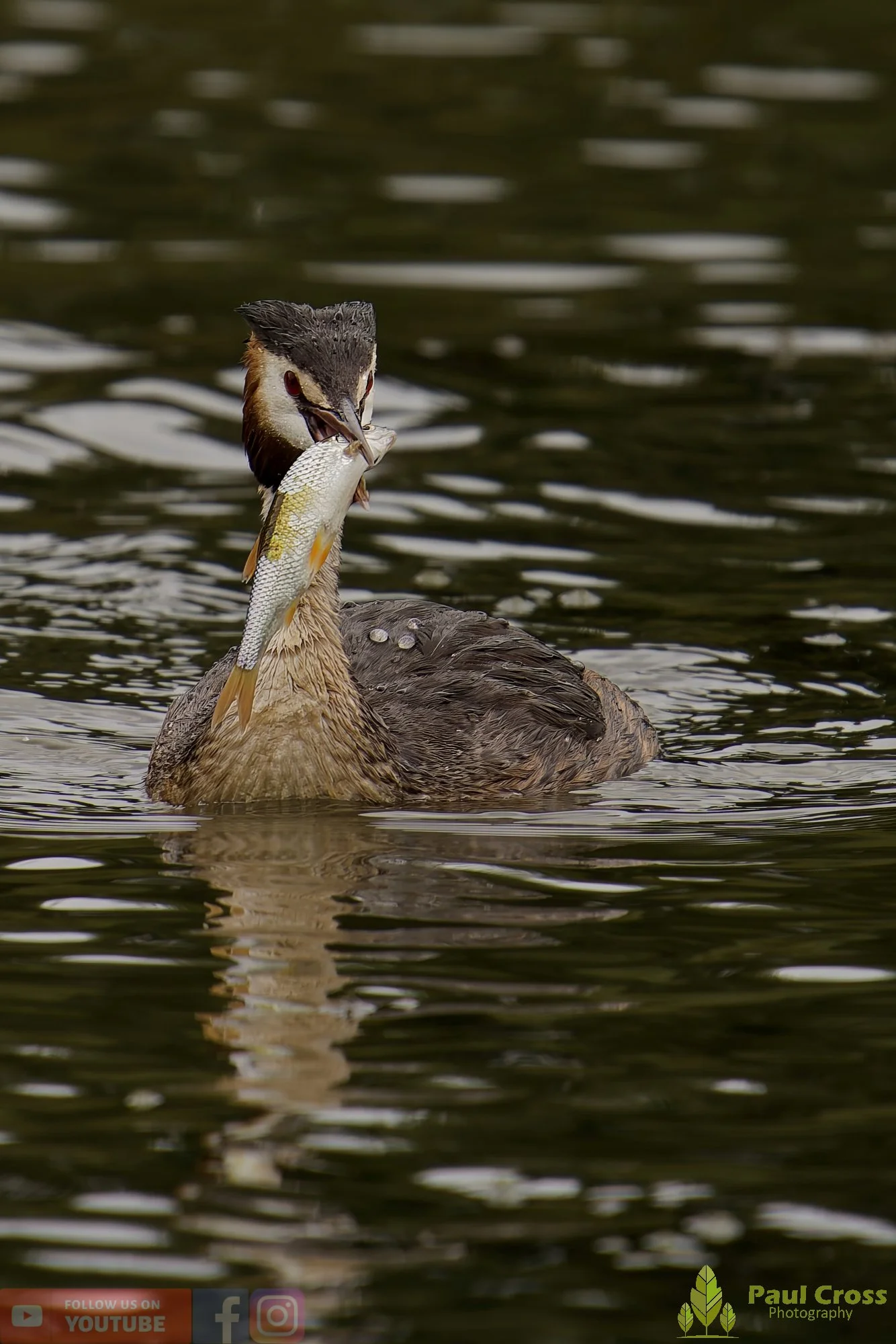 Great Crested Grebe-00962.jpg