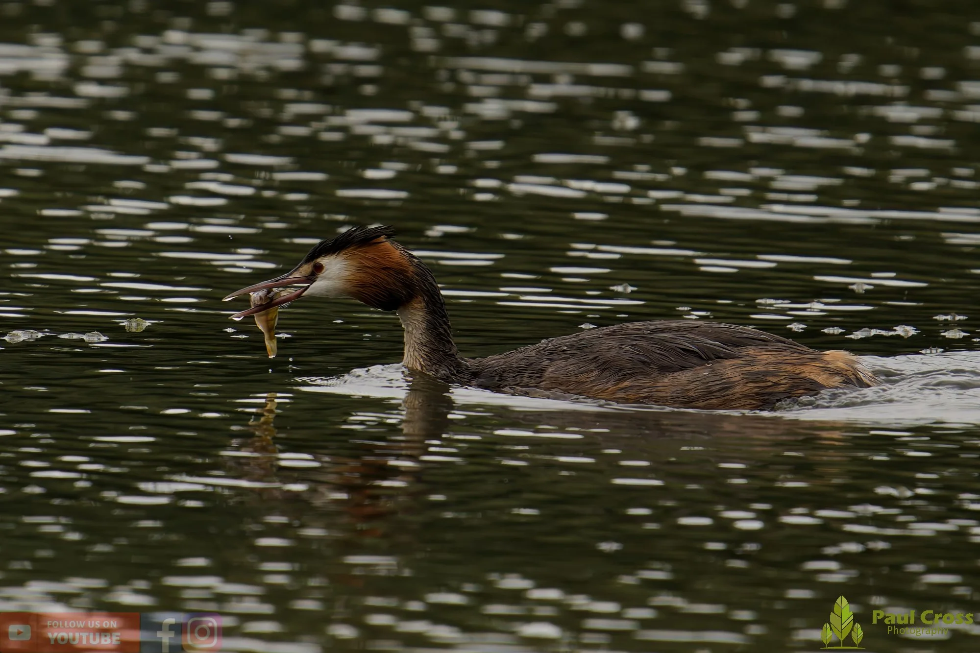 Great Crested Grebe-00963.jpg