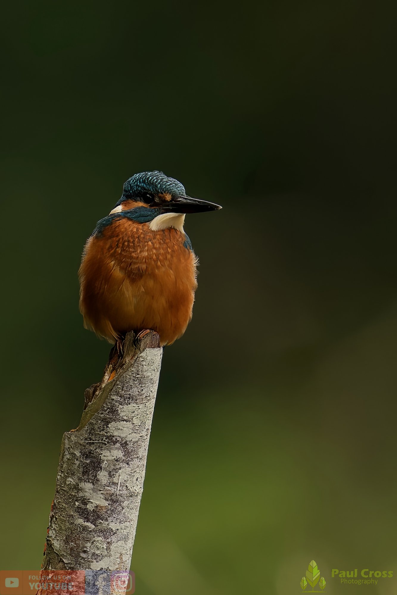 Kingfisher-00522.jpg