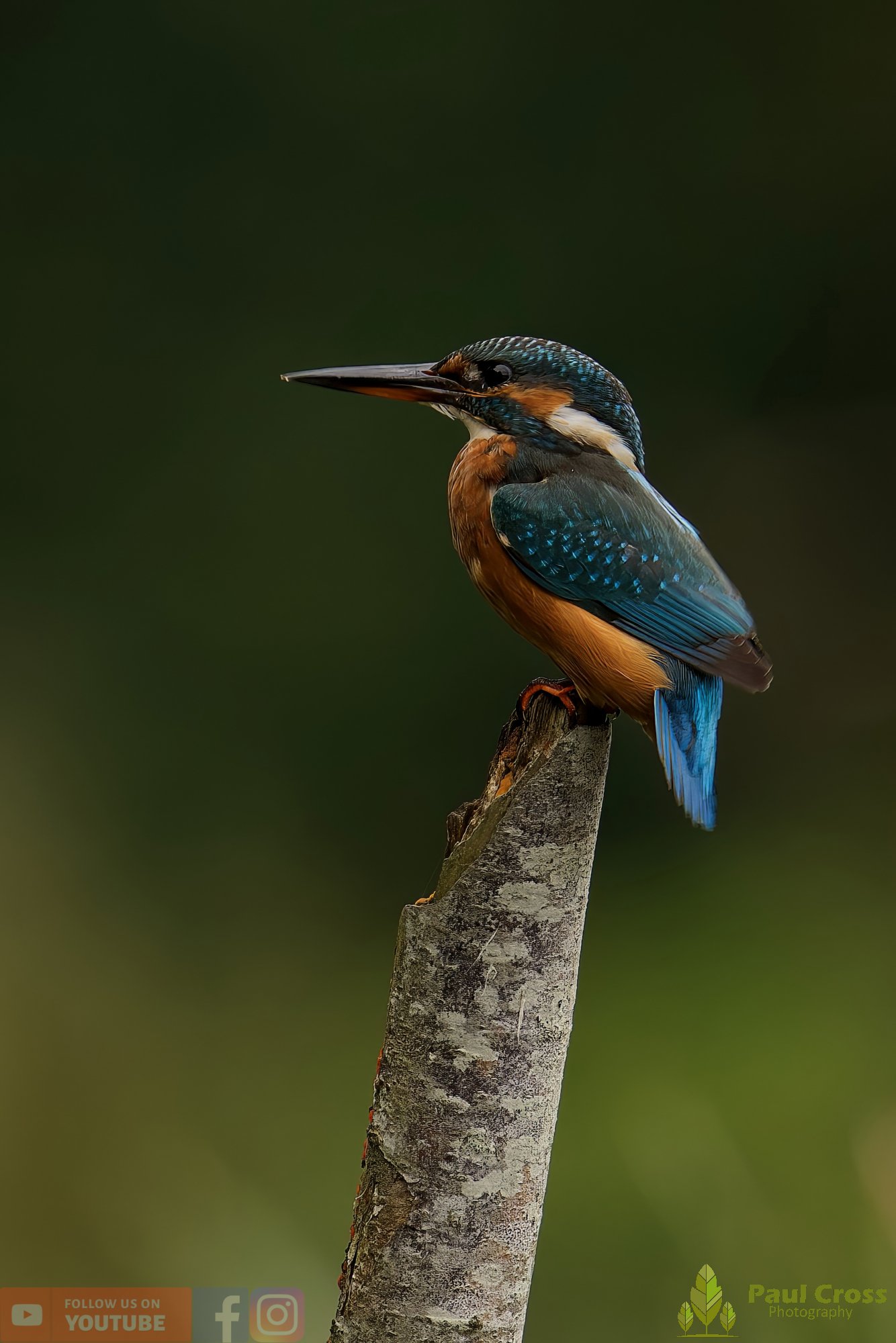 Kingfisher-00504.jpg