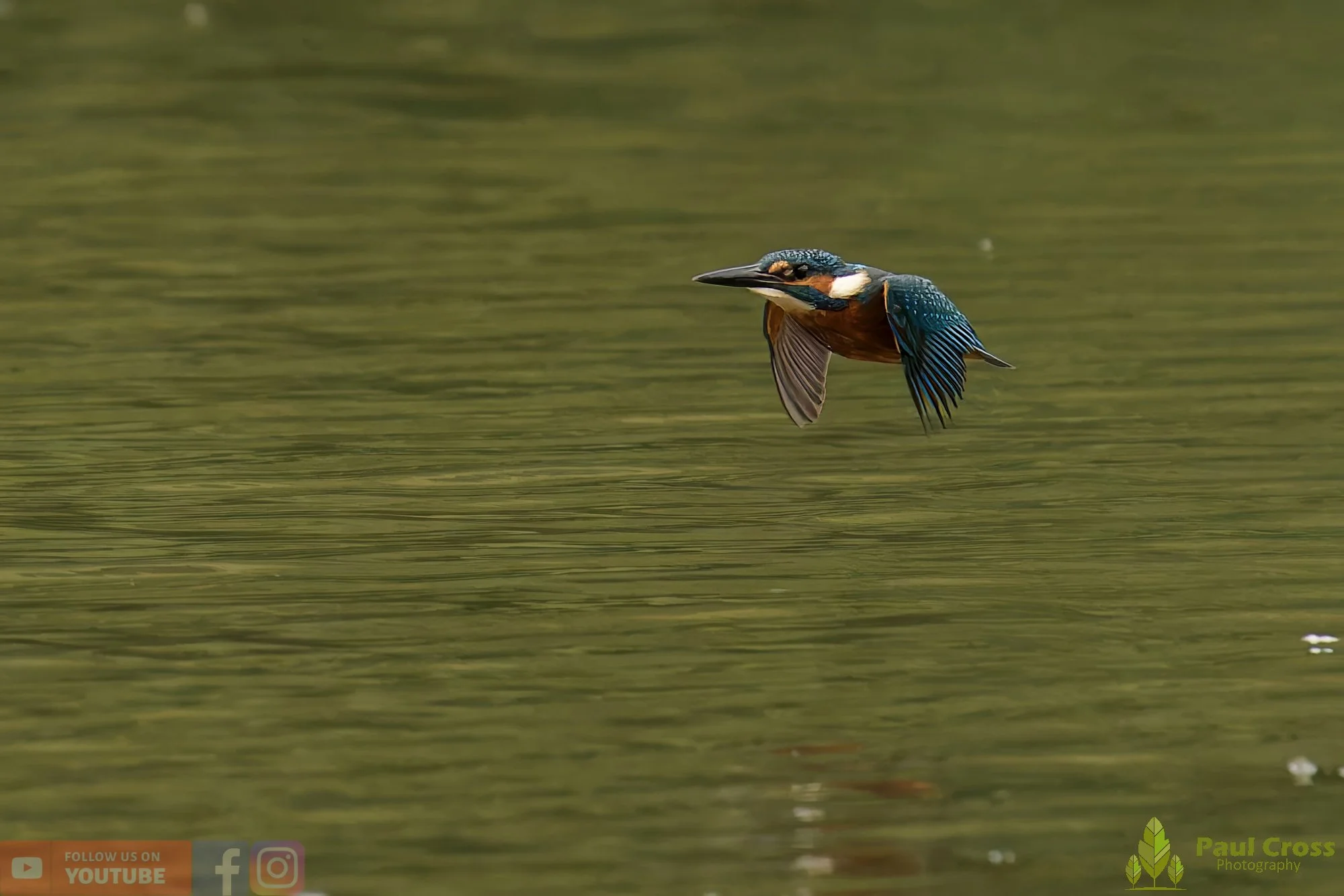Kingfisher-00565.jpg