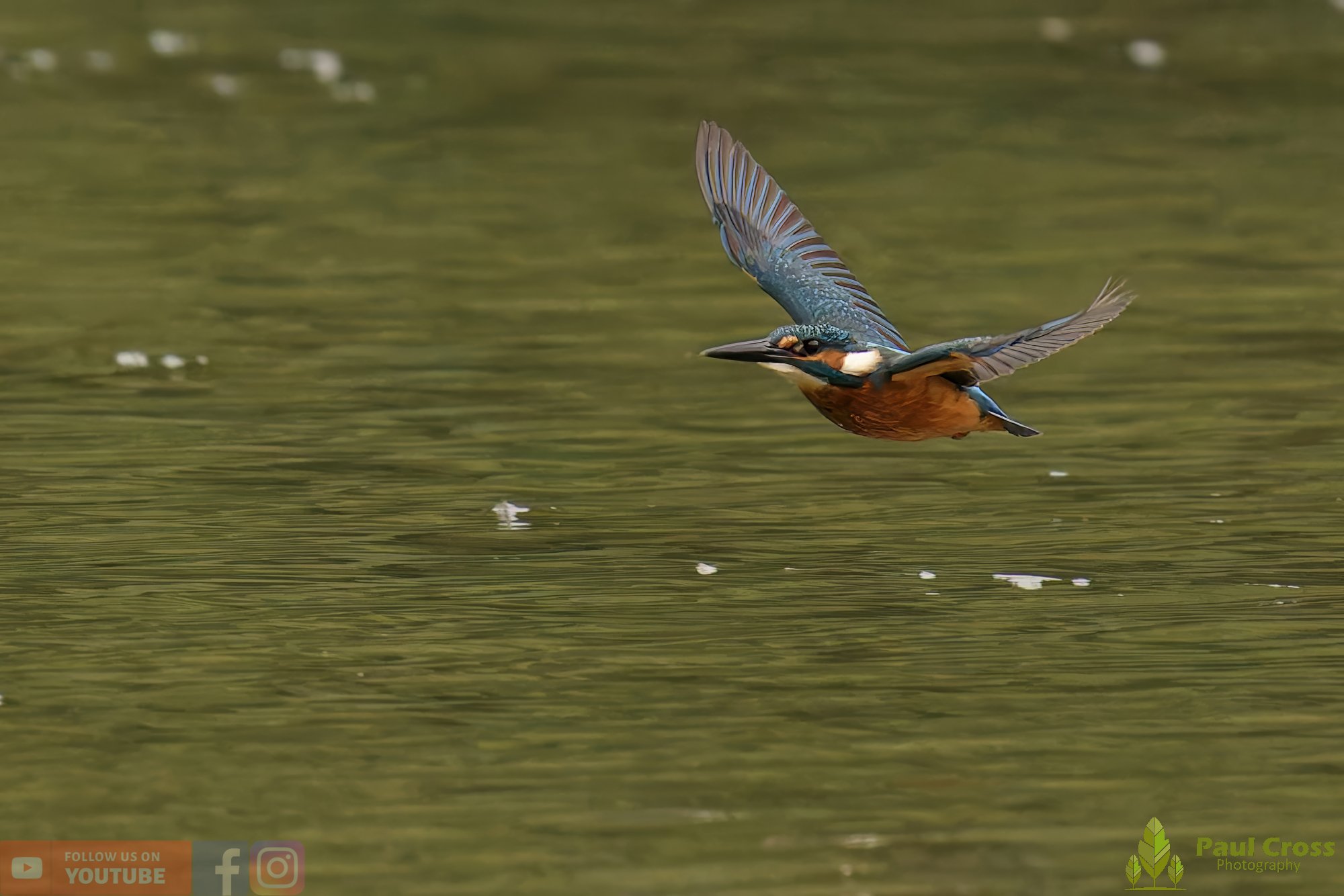 Kingfisher-00566.jpg